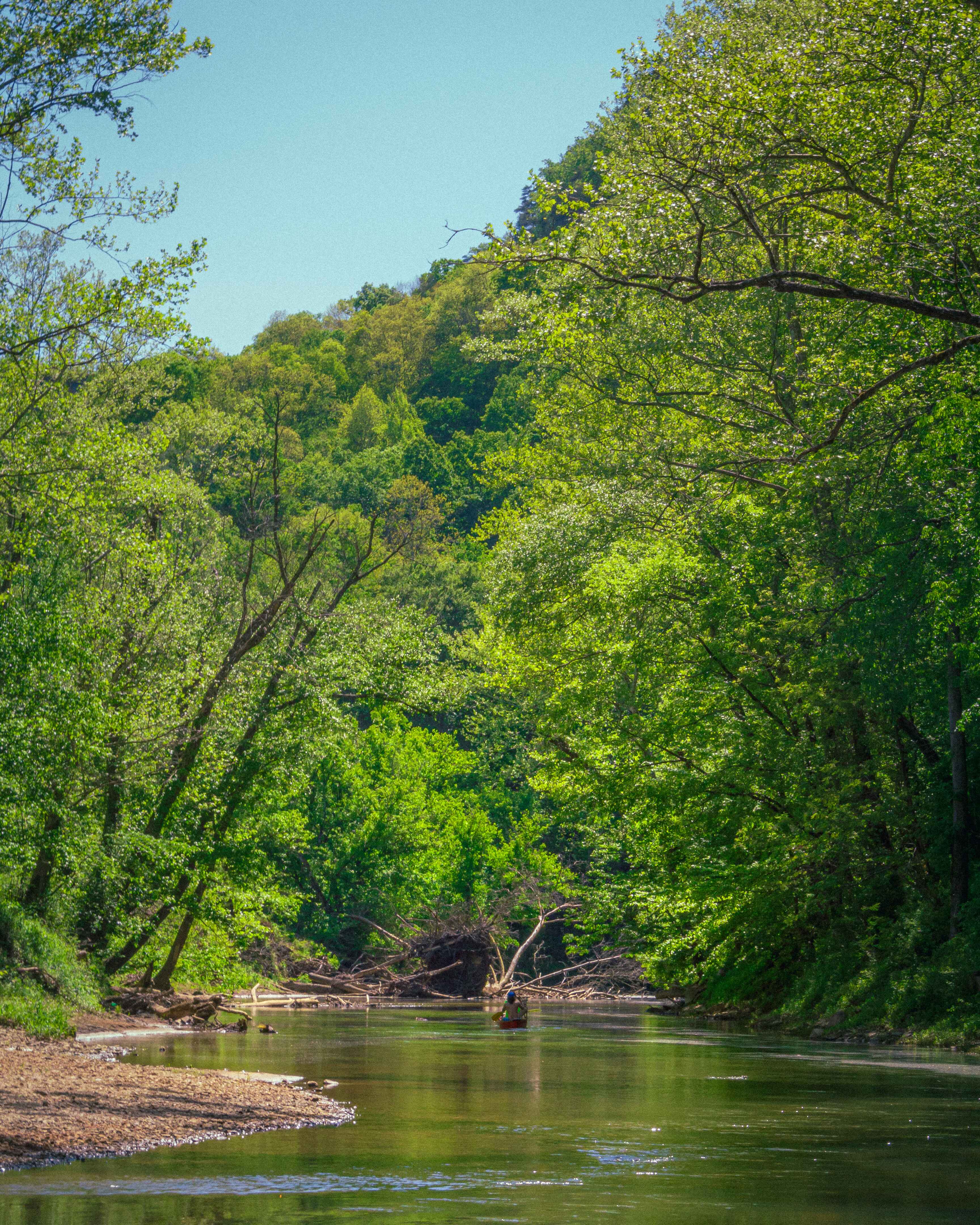 canoes travel down the red river in kentucky