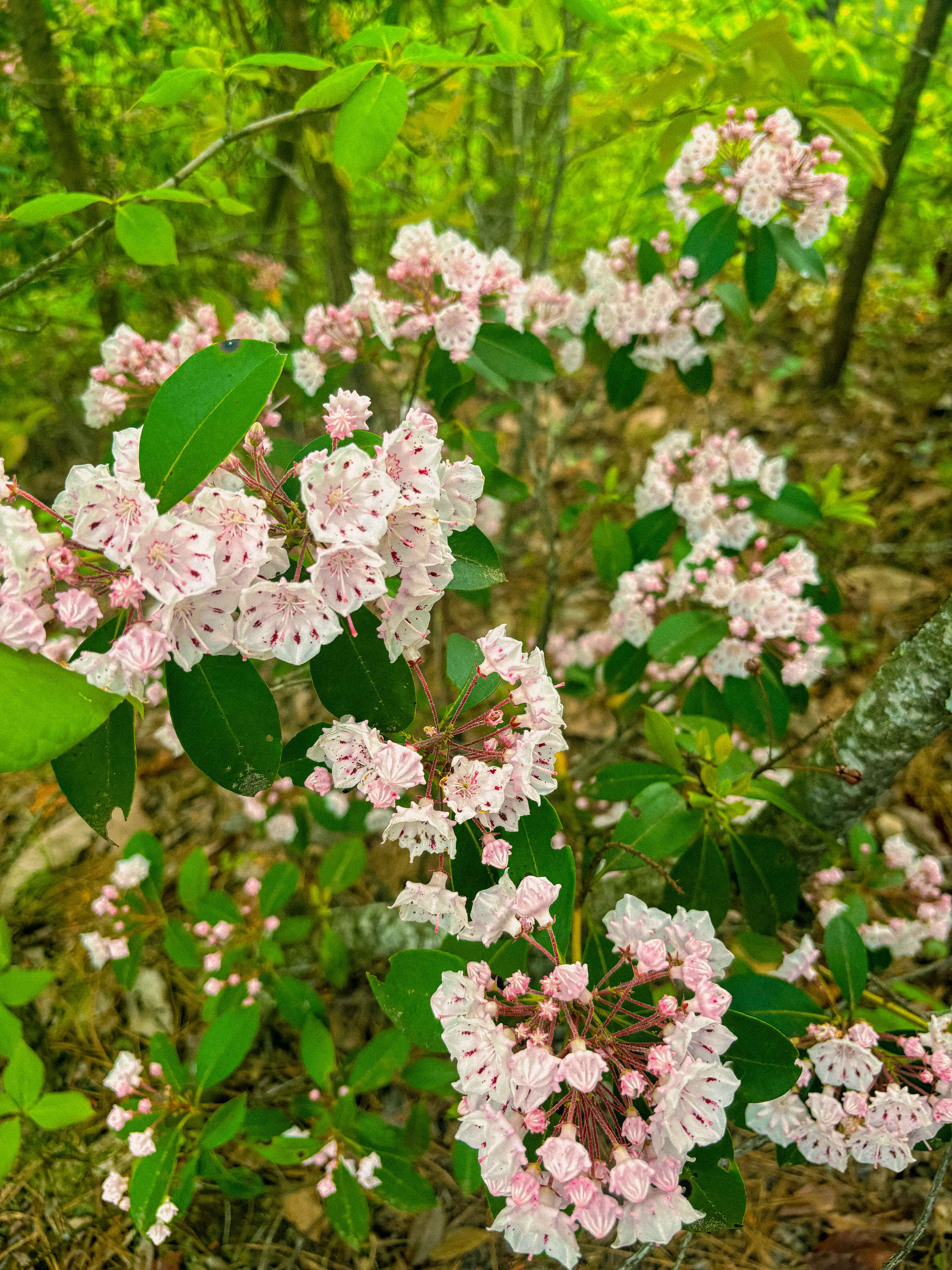 mountain laurel in the red river gorge