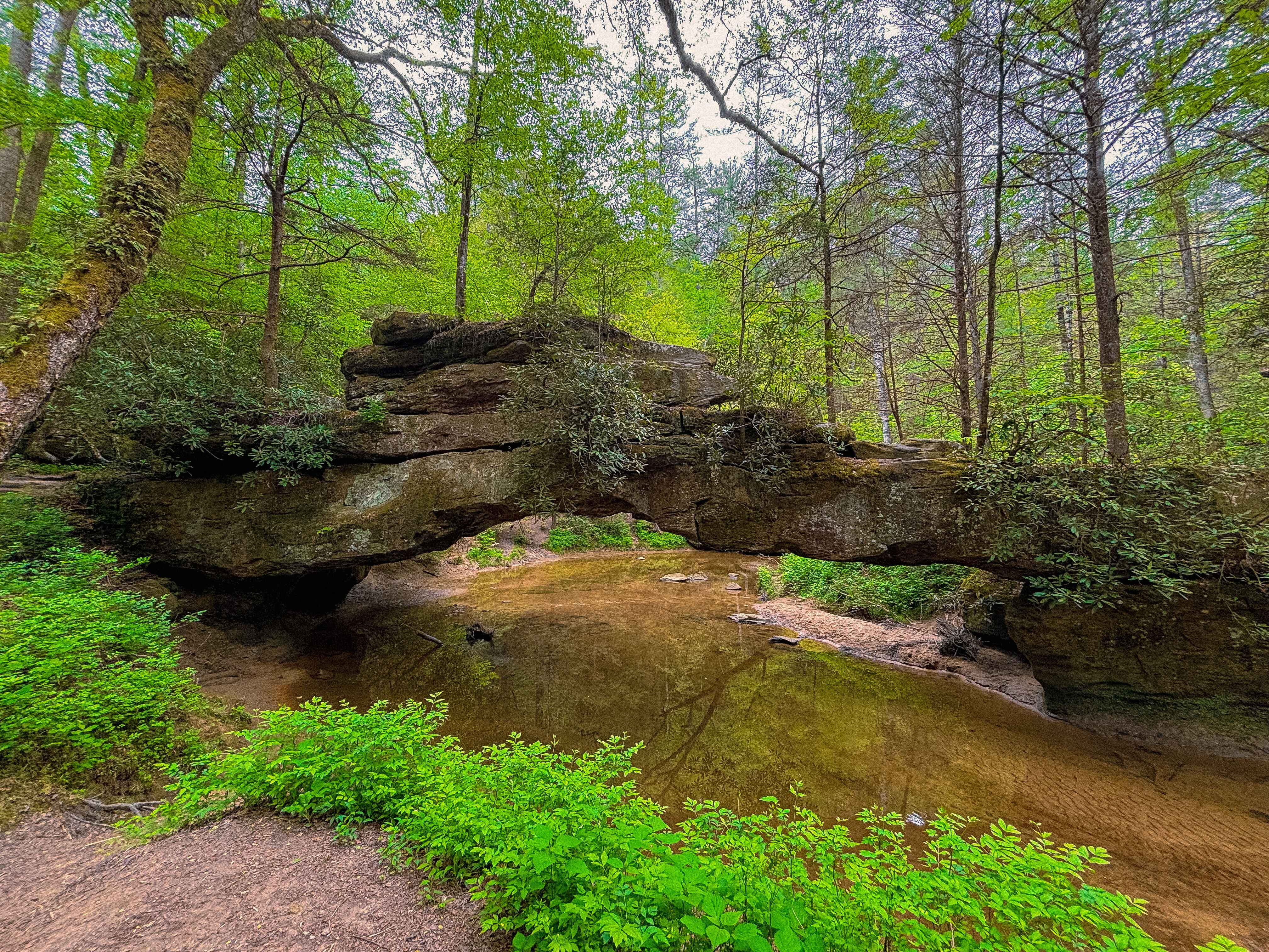 rock bridge over a stream in the red river gorge