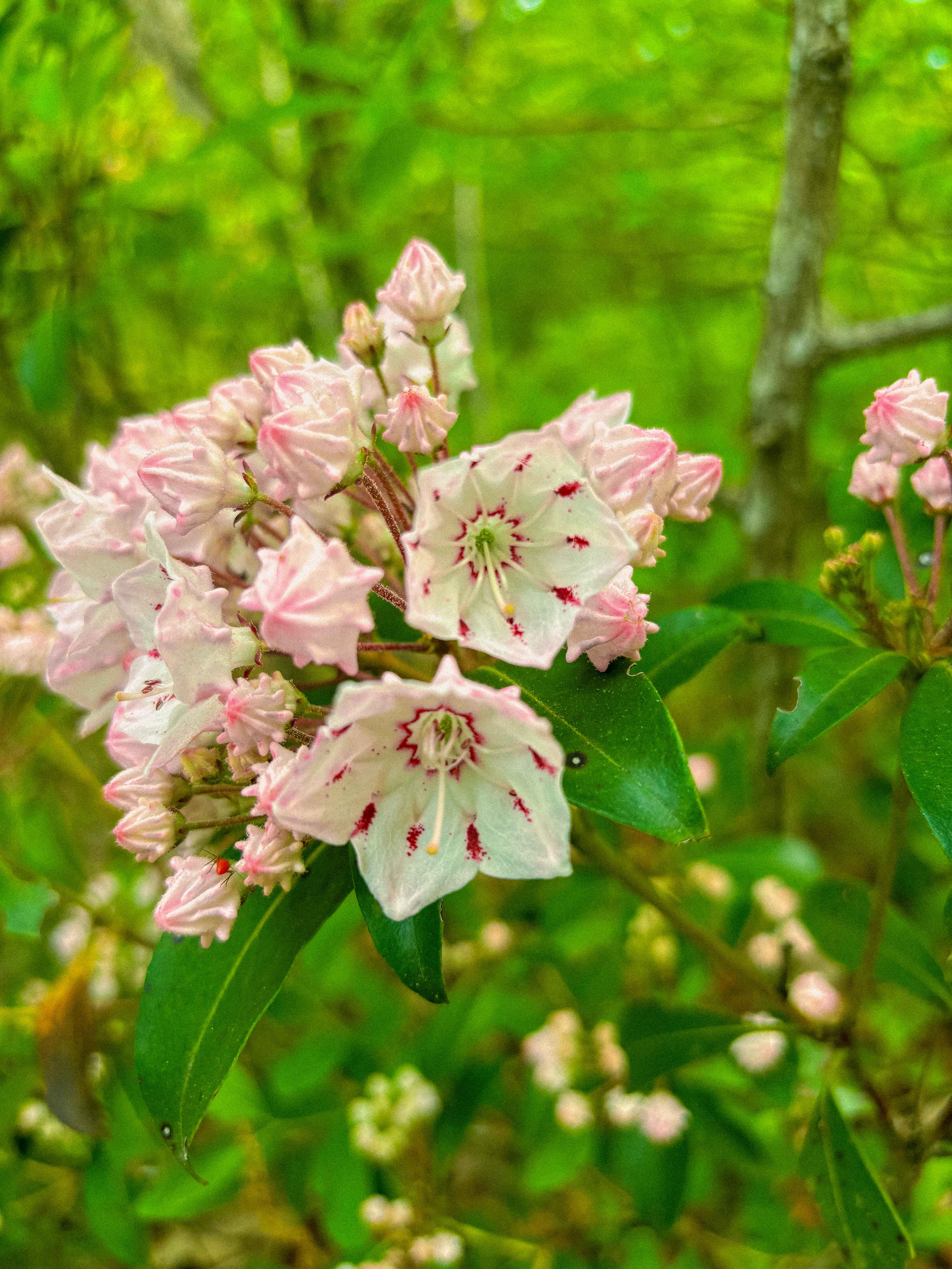 mountain laurel in the red river gorge