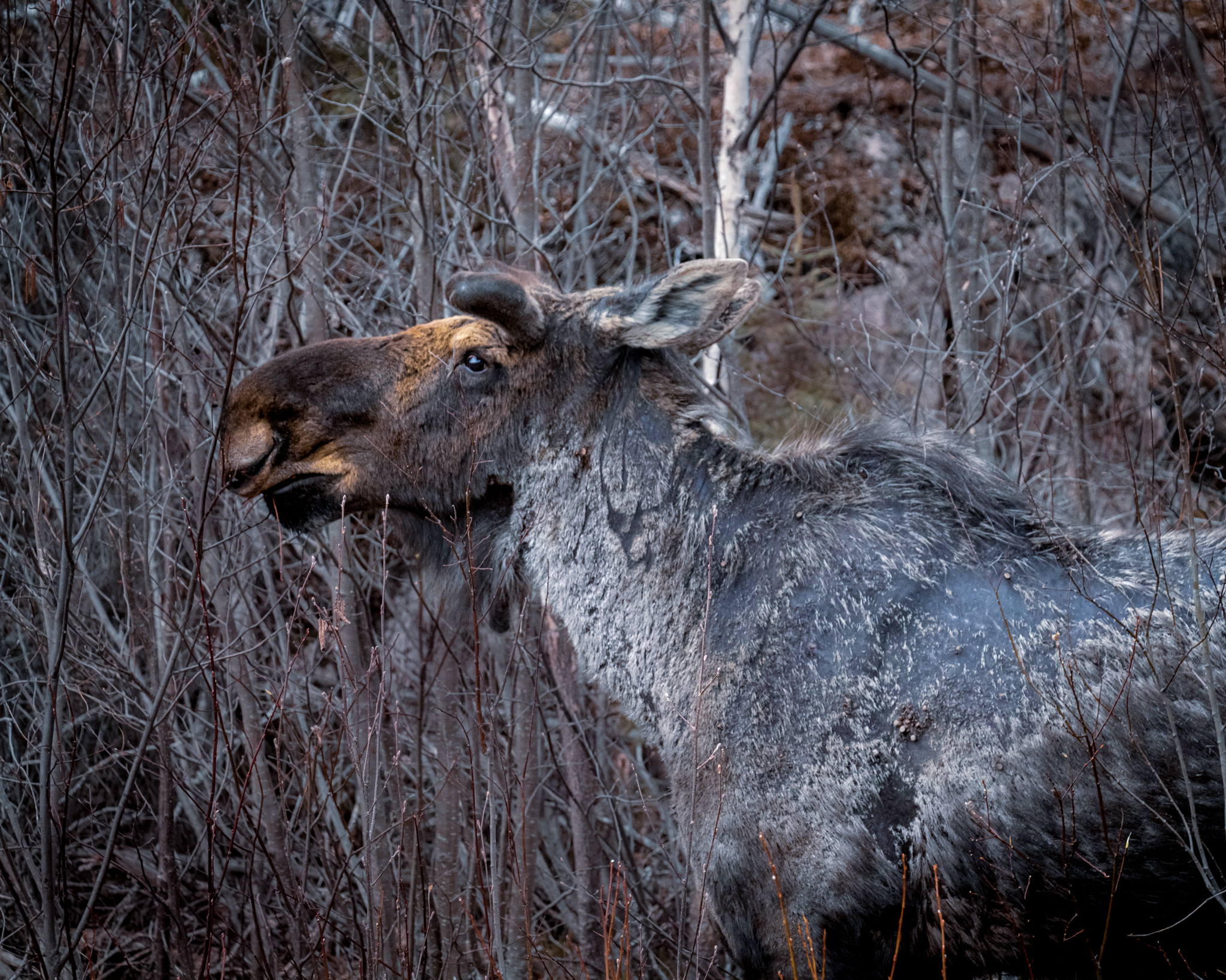Wildlife photography shot on Canon Rebel