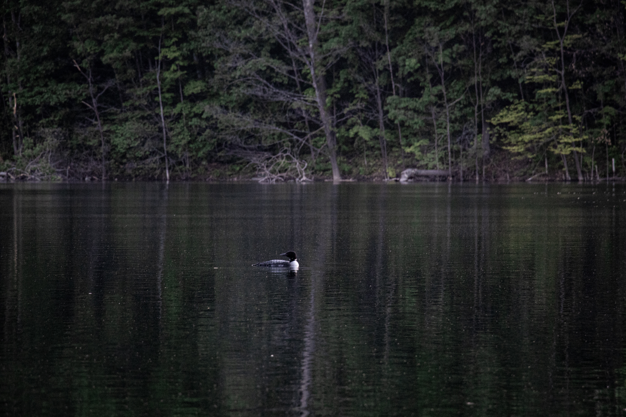 A loon on a small quiet lake near Traverse City, Michigan