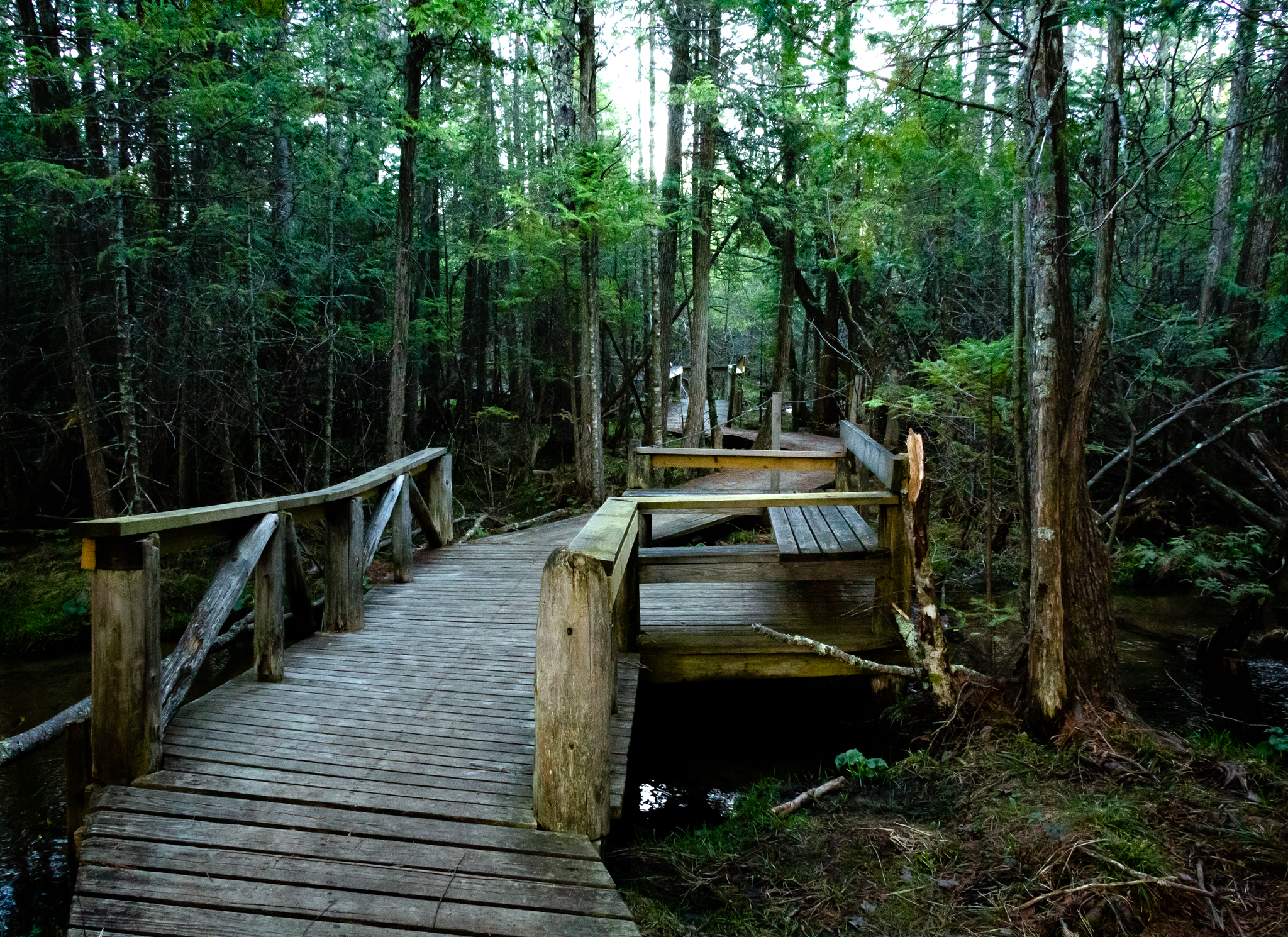 Walkway at the Grass River Natural Area in a green forest