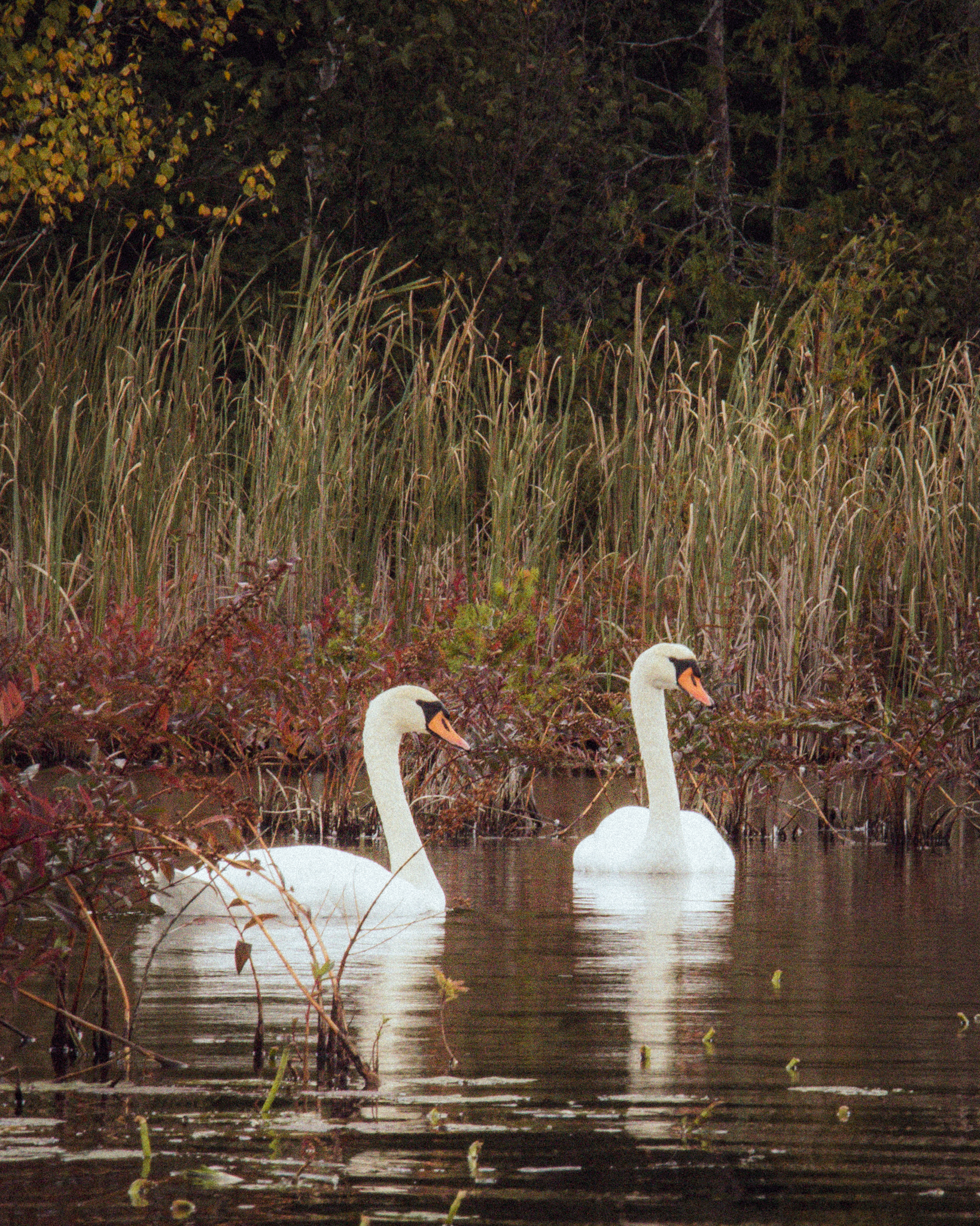 Mute Swans on the Torch River seen while kayaking