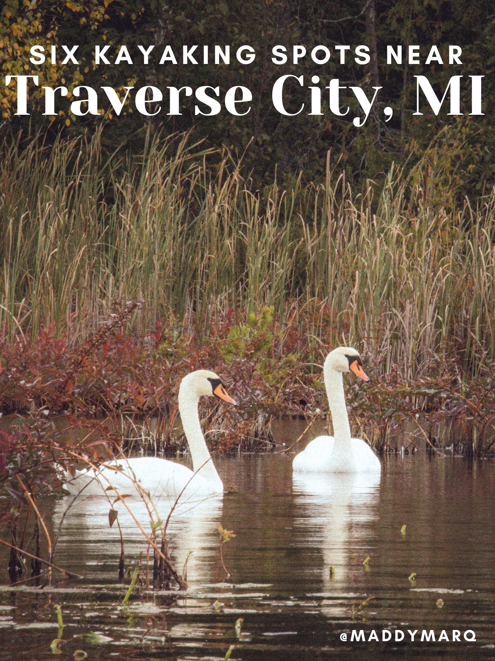 Text "where to kayak Traverse City Michigan" over image of Mute swans on the Torch River