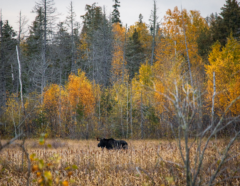 Moose in the BWCA along the Gunflint Trail near Magnetic Rock