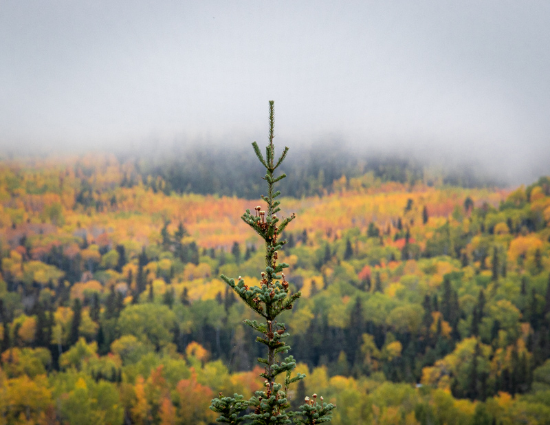 Fall Color and fog in Grand Portage Minnesota