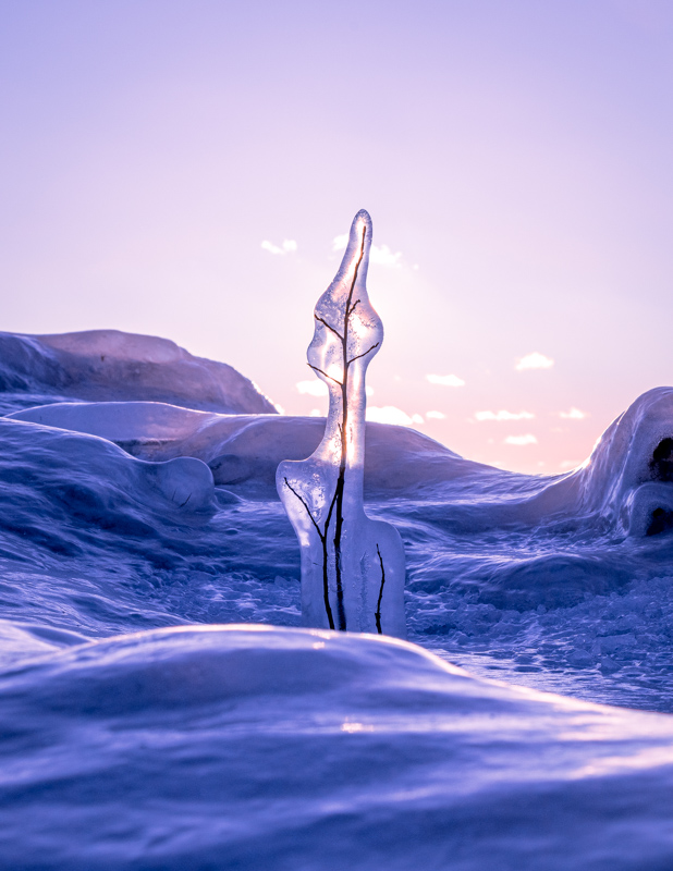 A plant covered in ice on Minnesota's North Shore