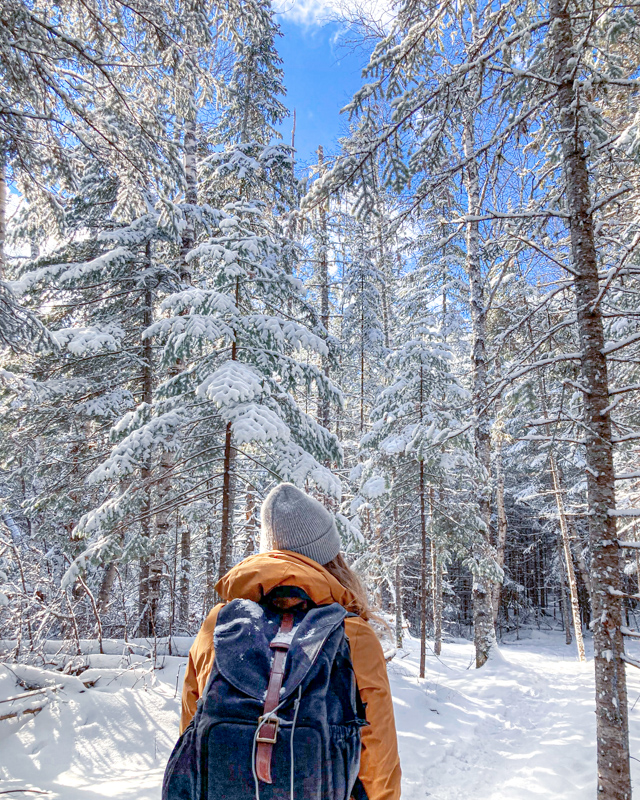 Snow Covered Pines in Grand Marais Minnesota