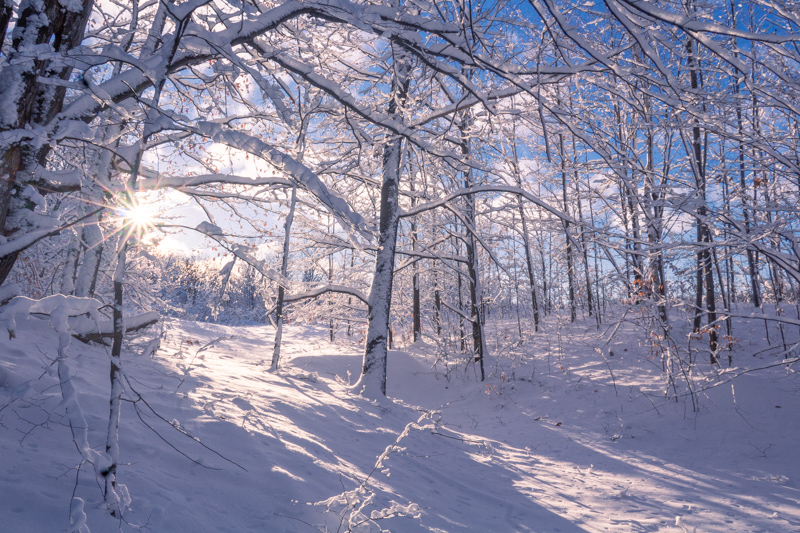 Snowshoing through snowy woods in the winter in Bellaire, Michigan