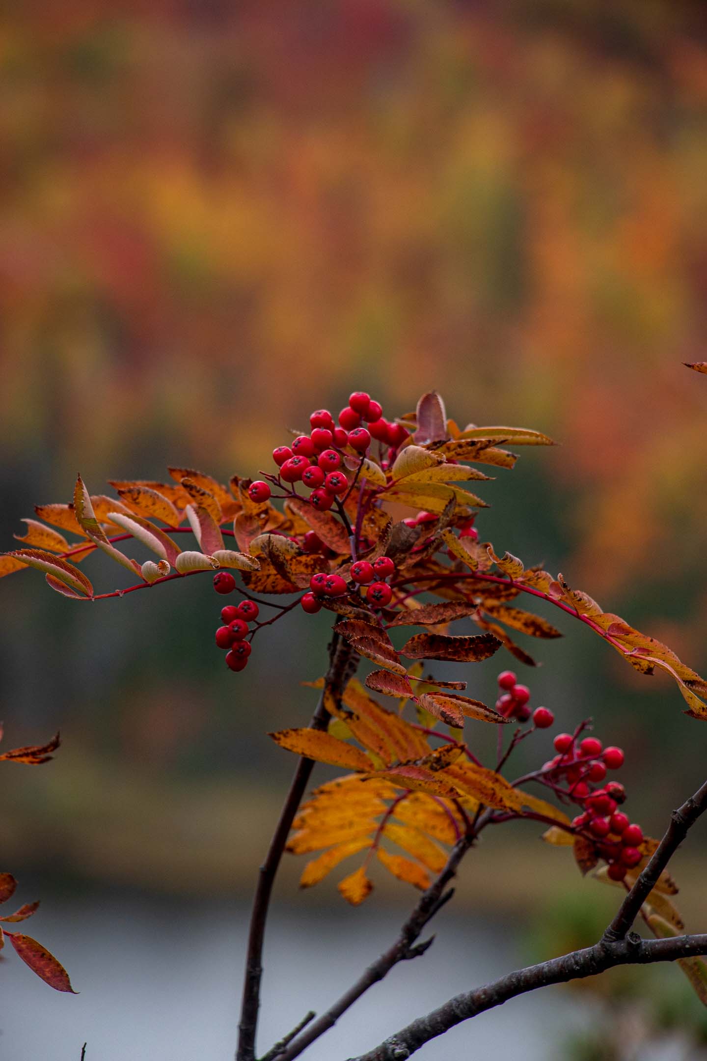 beautiful hiking fall color north shore mn // a autumn olive against a lake fall foliage