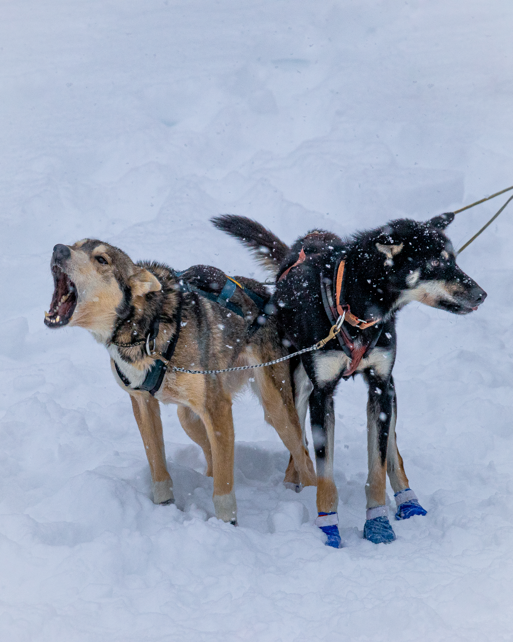 happy dogs at a dogsled race in Grand Marais, MN