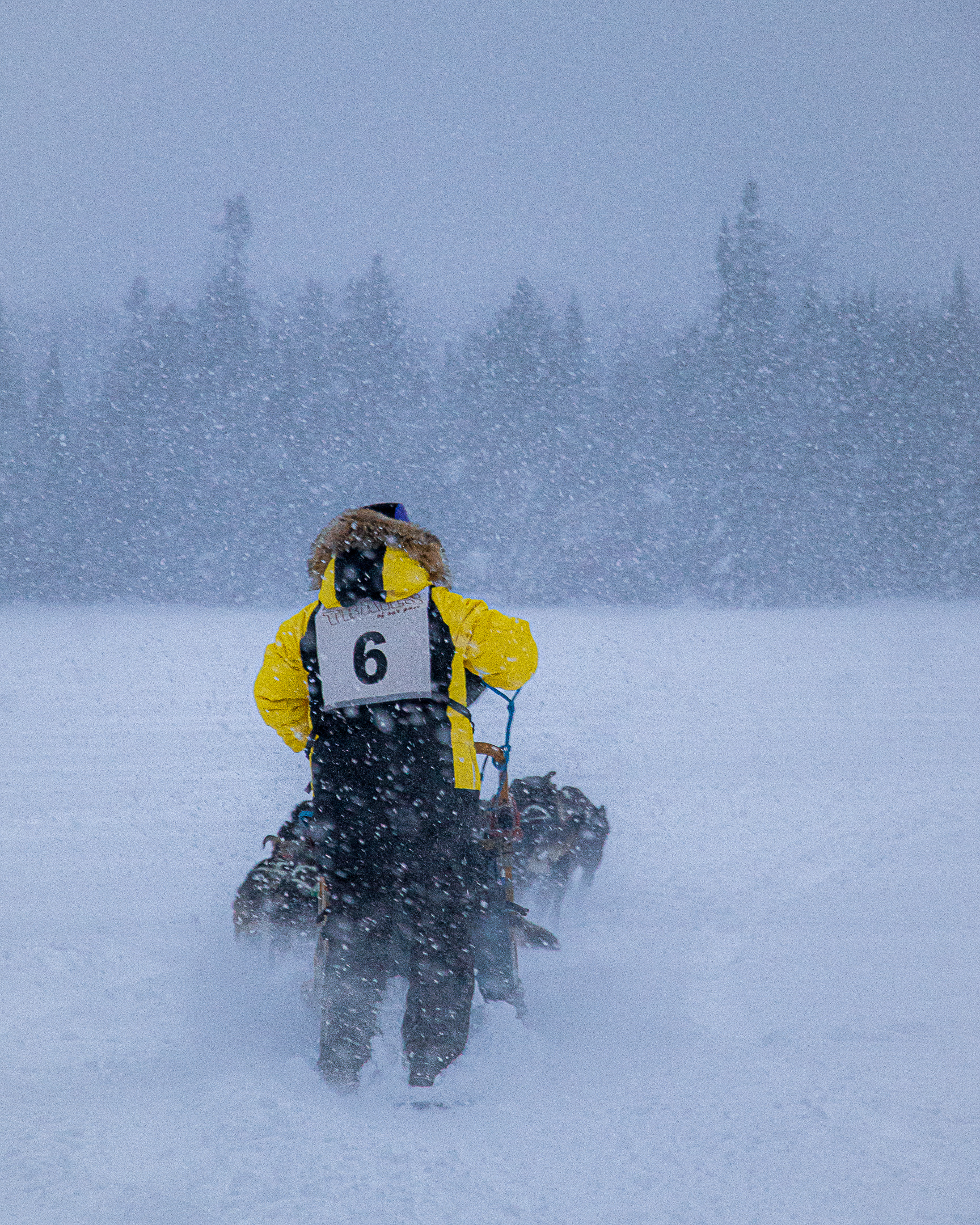 Dogsled Races in Northern Minnesota on the North Shore
