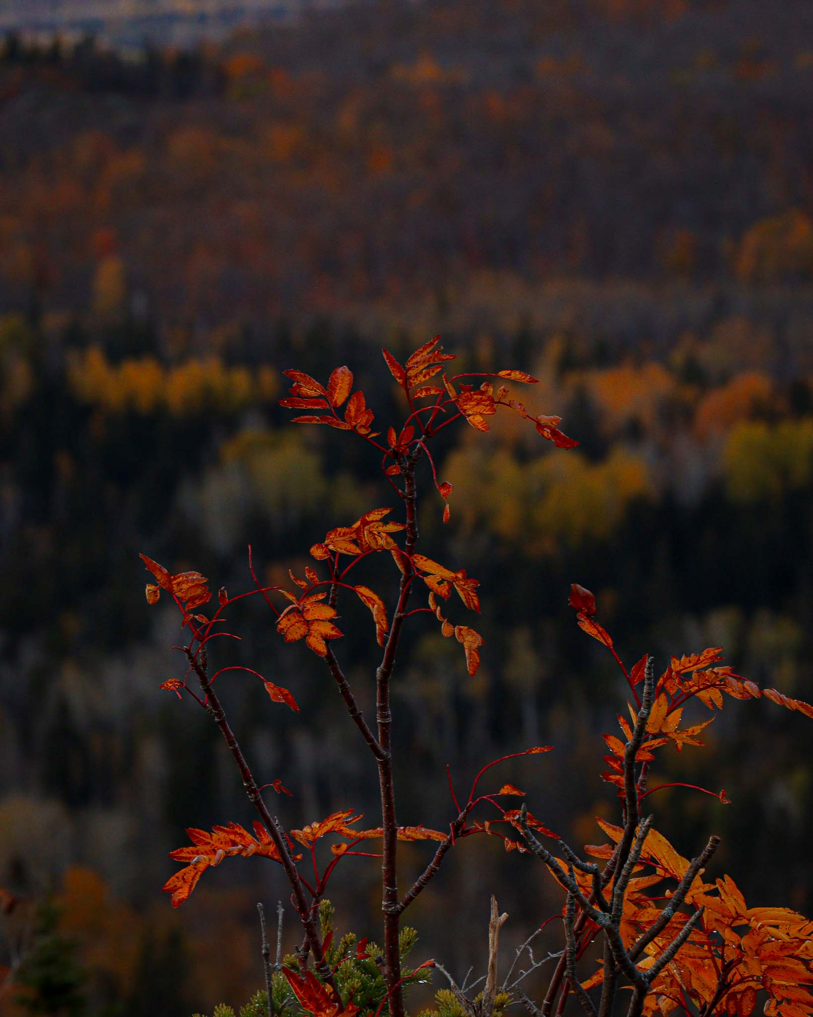 foliage on the North Shore of Lake Superior viewed from Carlton Peak
