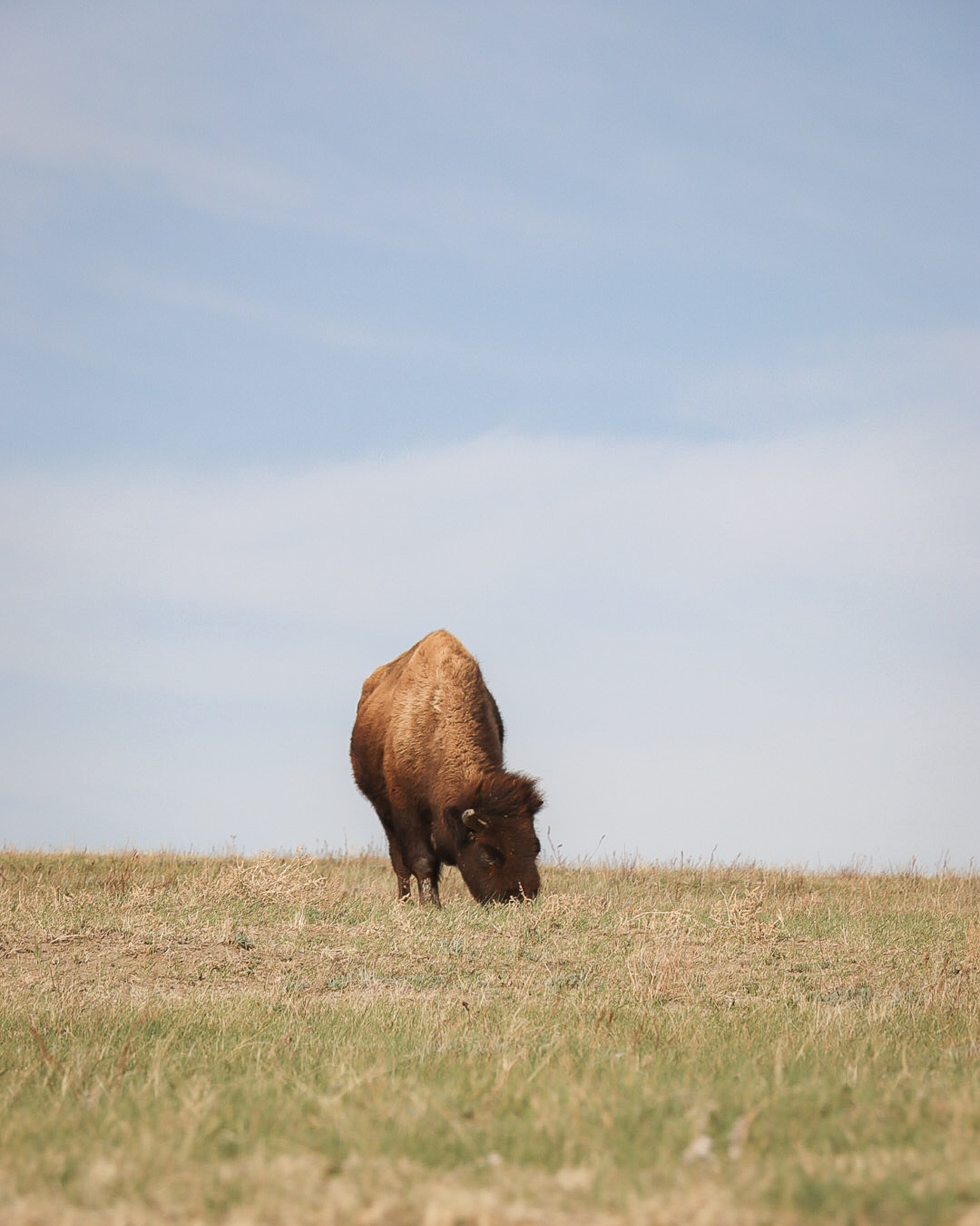 Bison in Theodore Roosevelt National Park