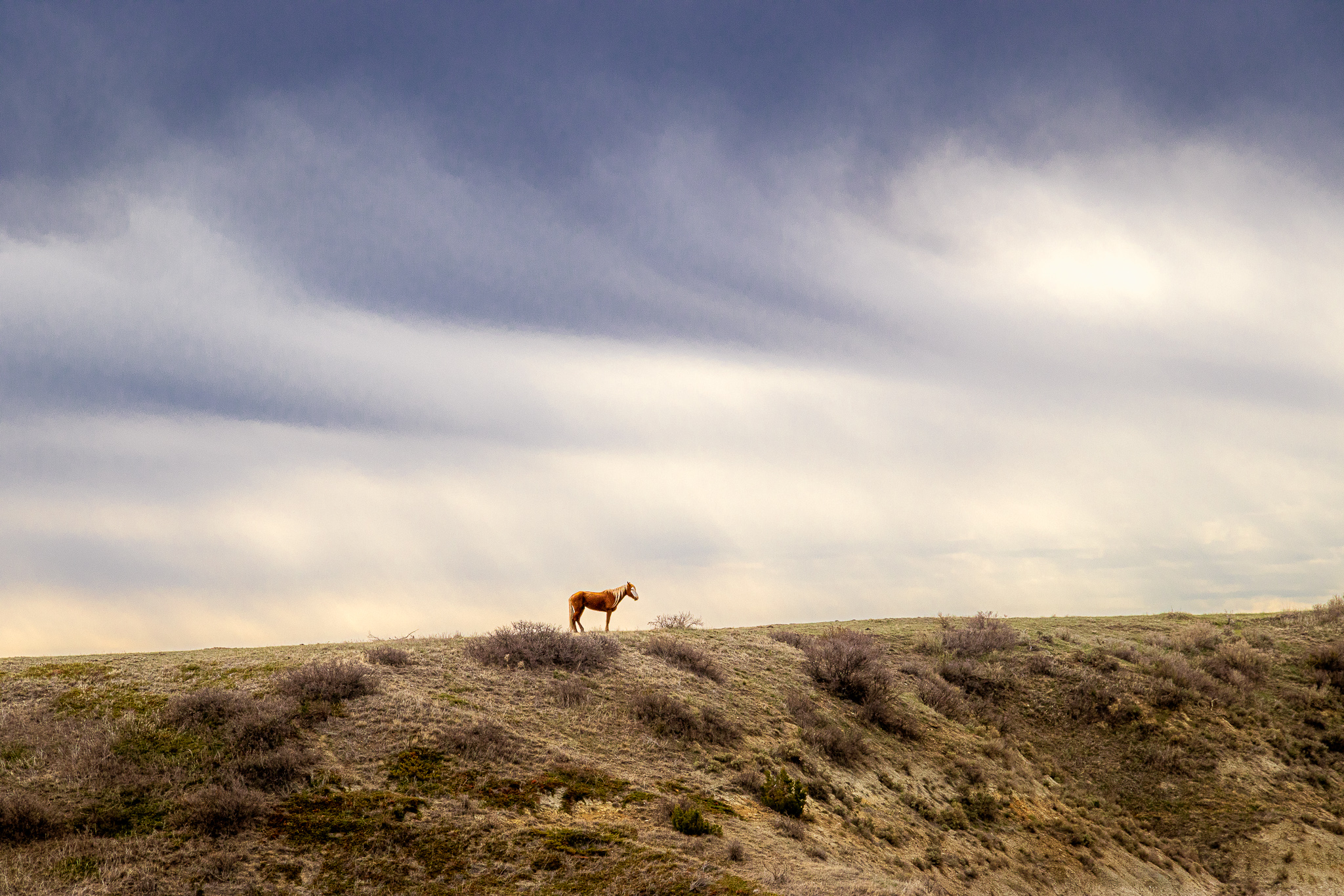 Wild Horse on a ridge in Theodore Roosevelt National Park