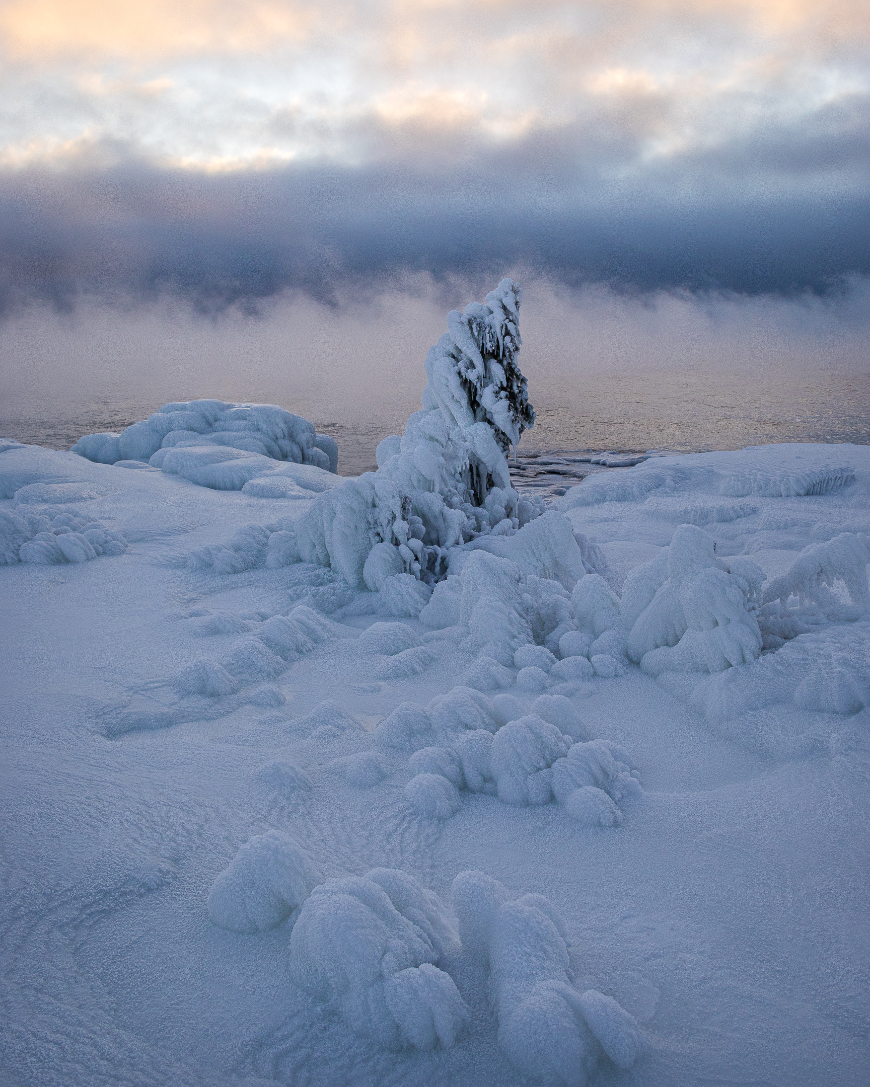 Frozen Tree North Shore, MN
