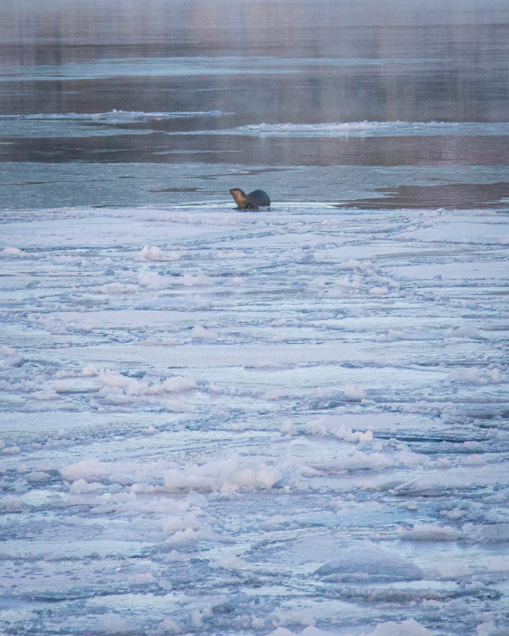 Otter on ice on the north shore of minnesota