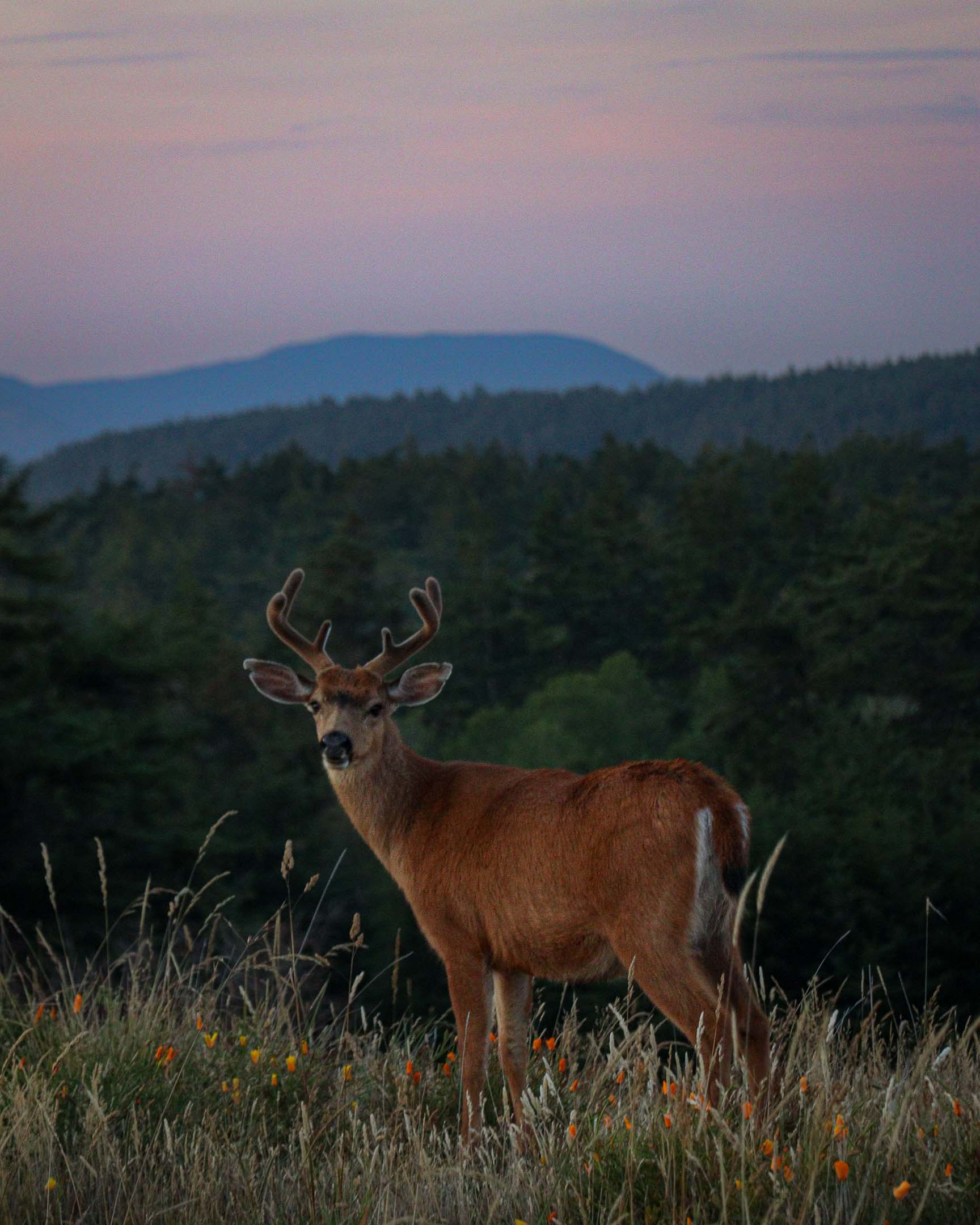 A deer on San Juan Island