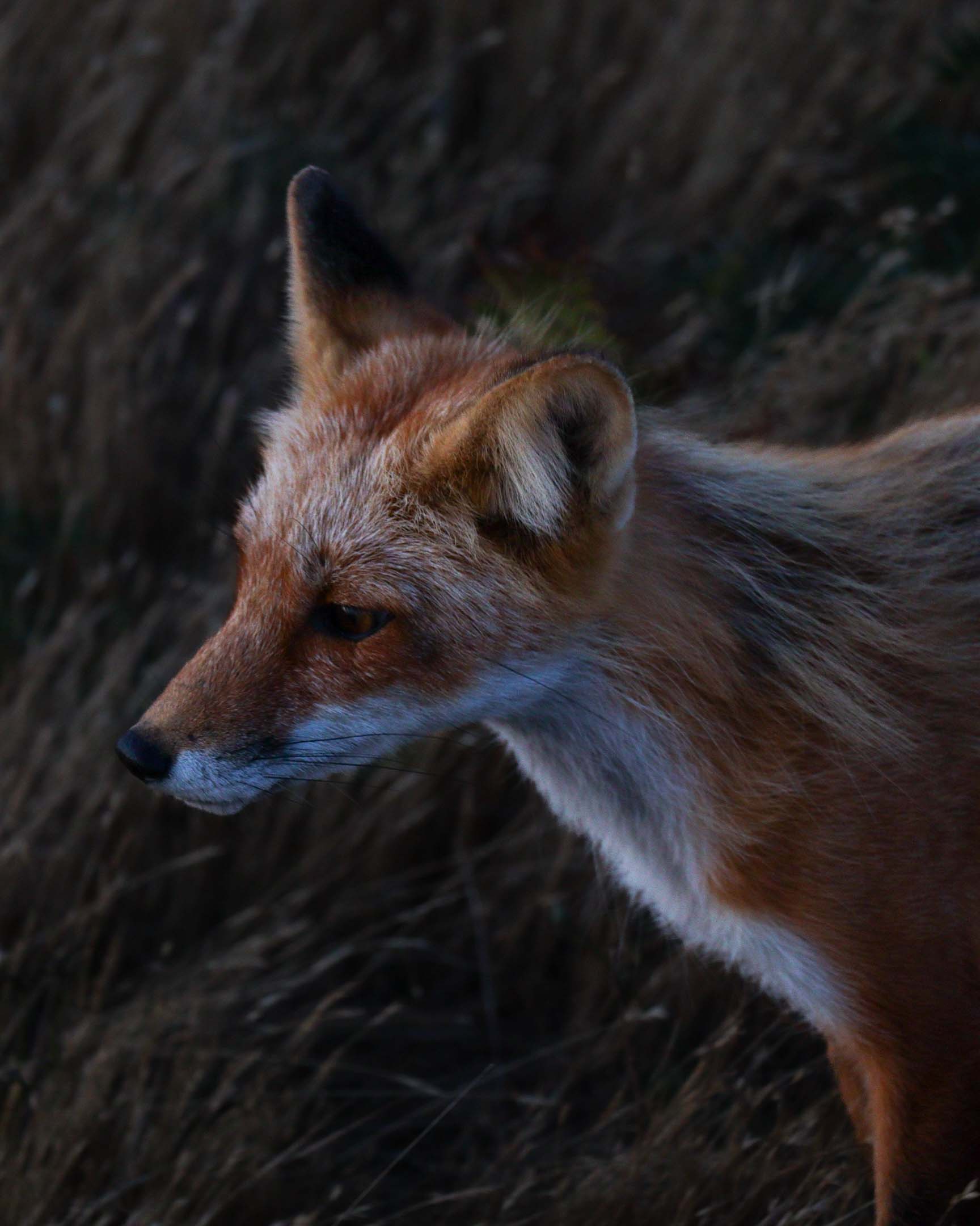 A fox on San Juan Island
