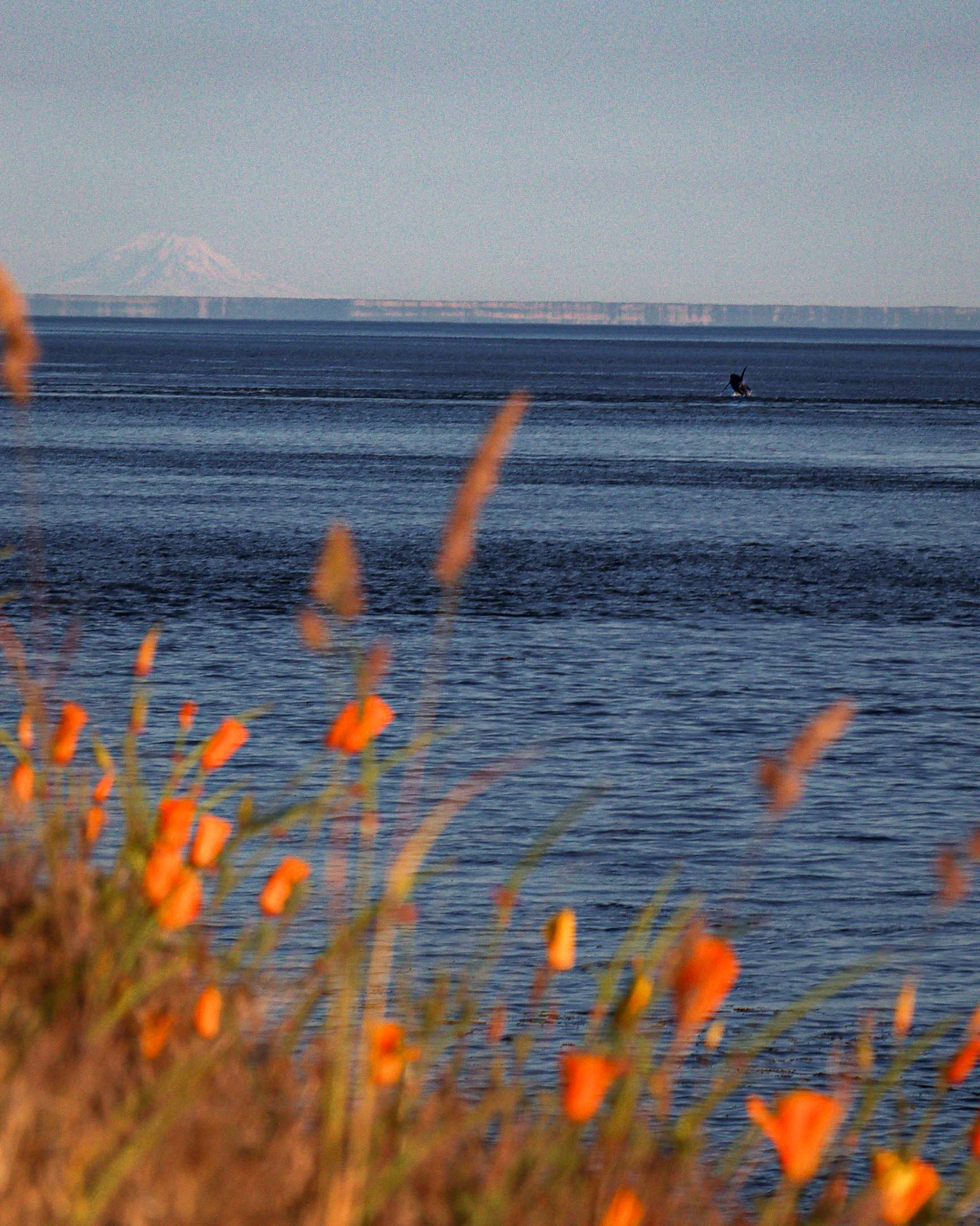 a whale breaches with Mt Rainer in the Background and Poppies in the foreground on San Juan Island washington