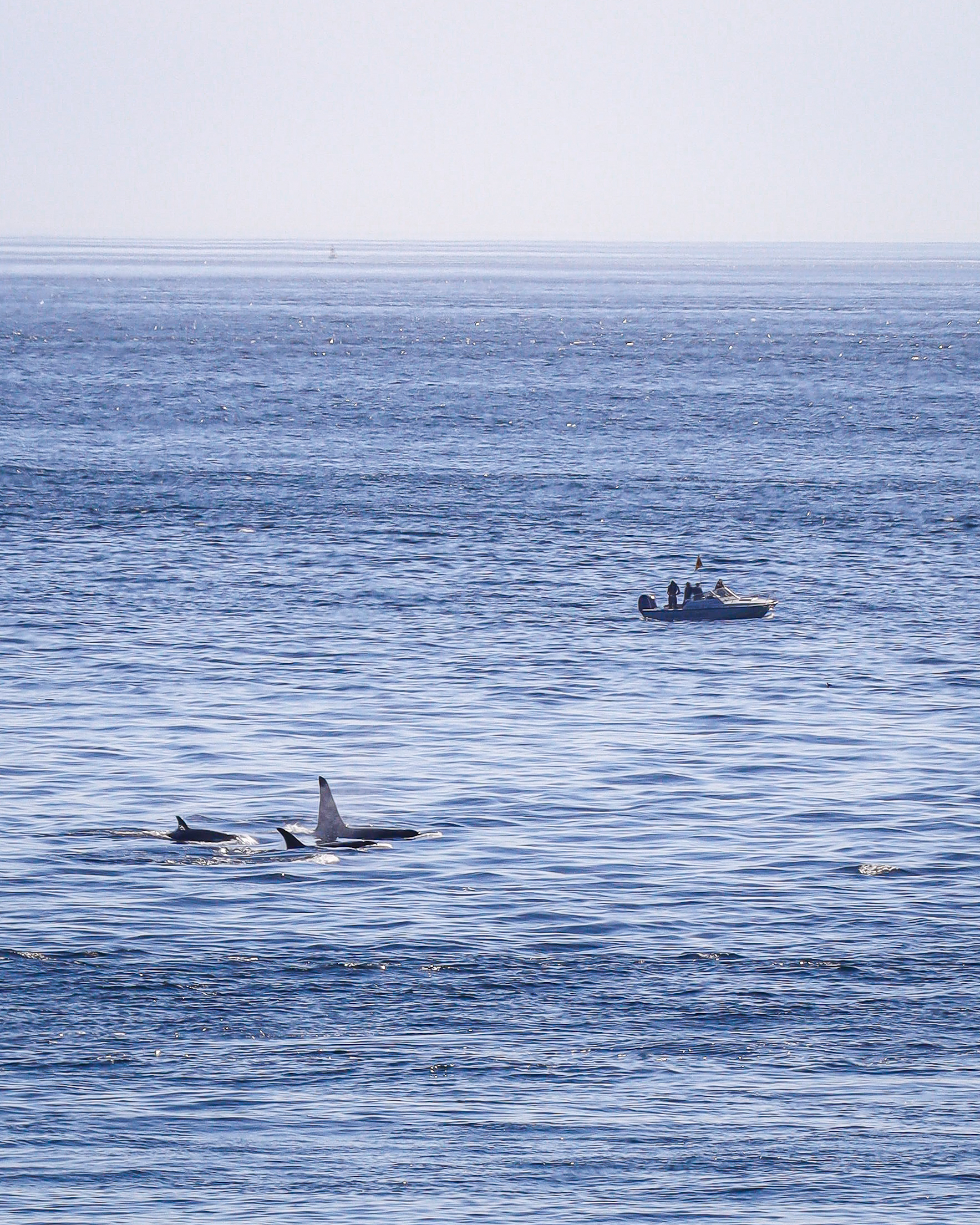 Whales in front of a research boat in the San Juan Islands
