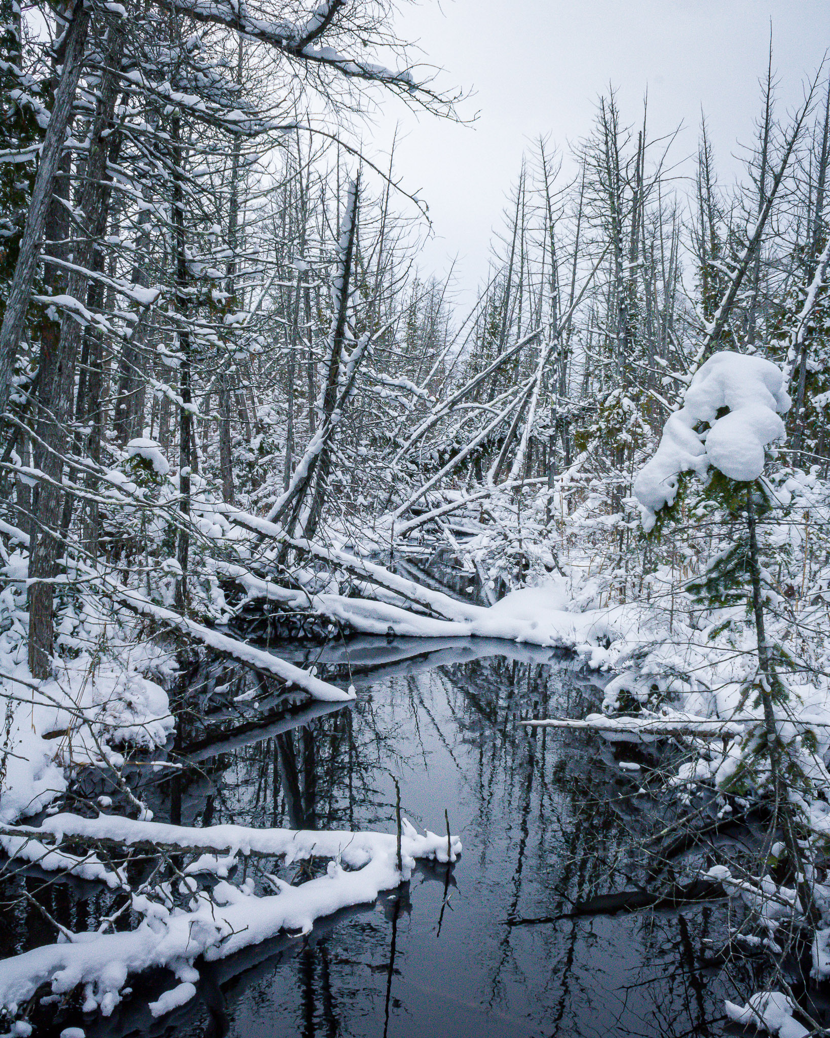 Image of a snowy swamp hike near Traverse City, Michigan