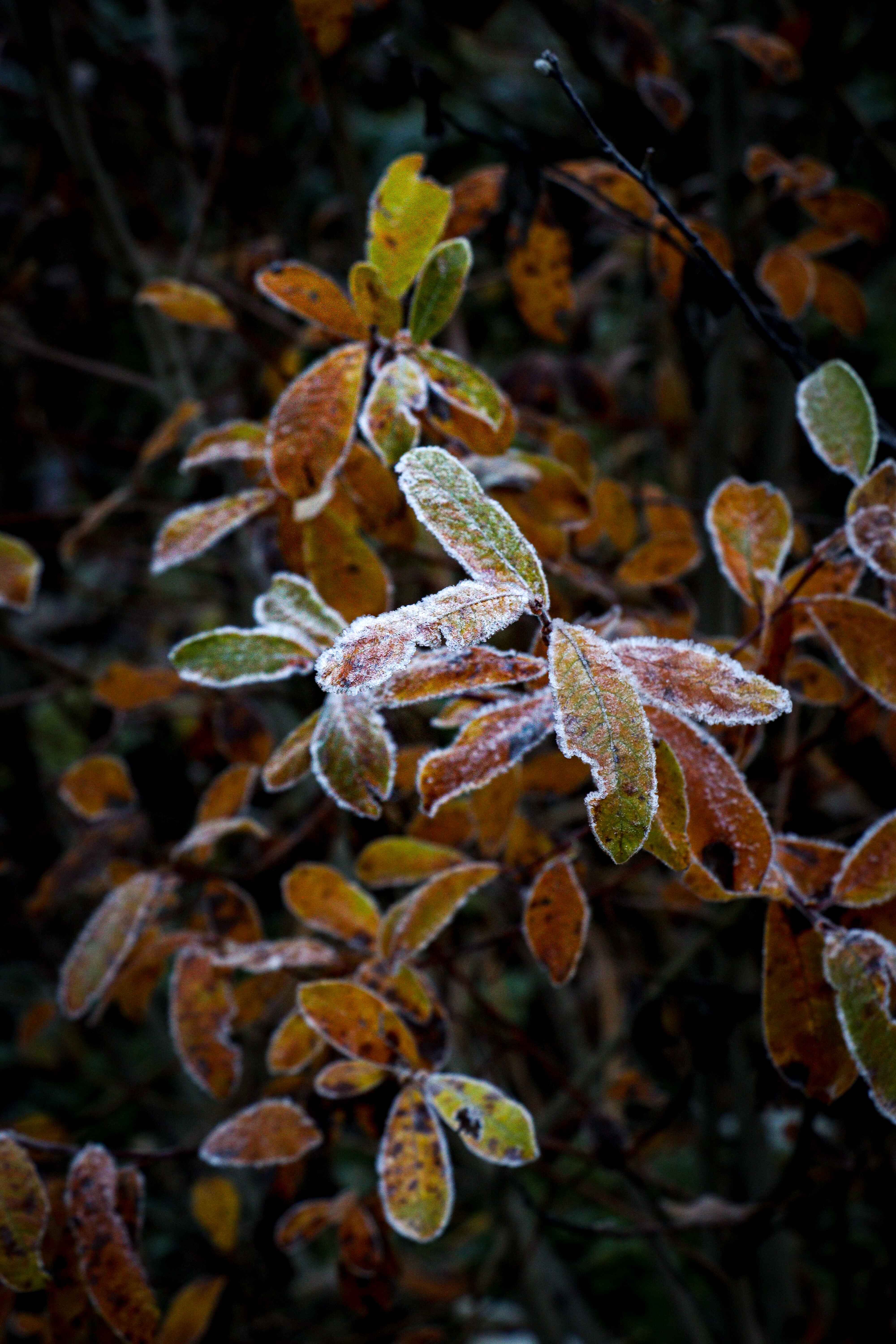 frost on leaves in the Olympic National Park