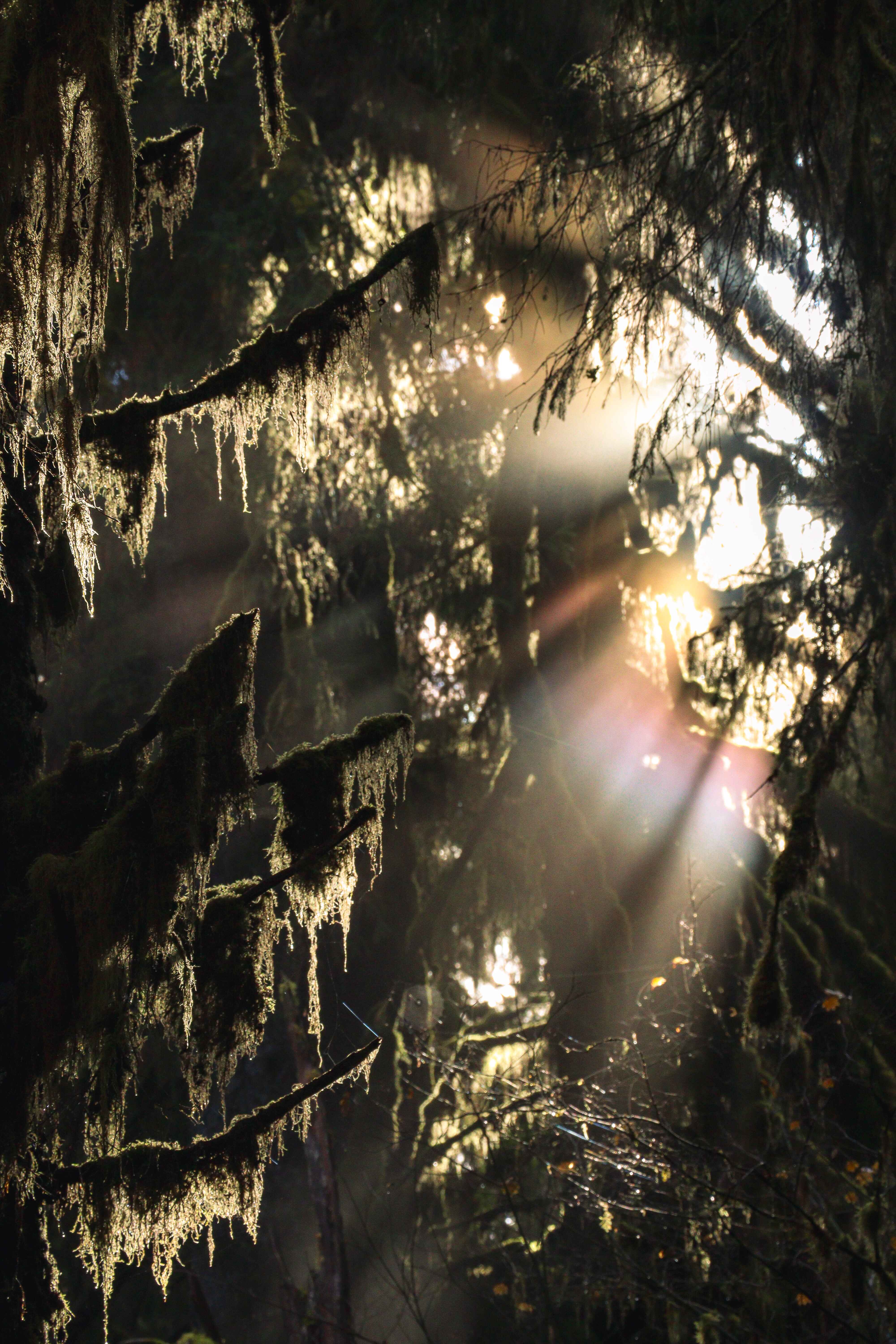 sunset through the moss in the Hoh Rainforest, Olympic