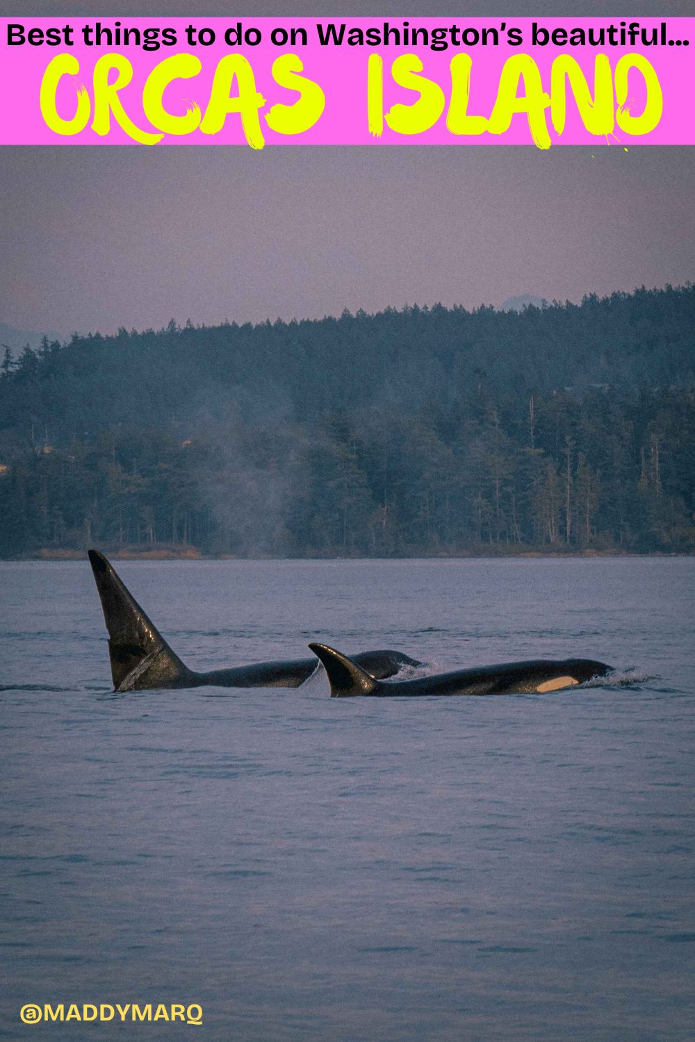 Best things to do orcas island washington over image of orcas in the salish sea and whale watching