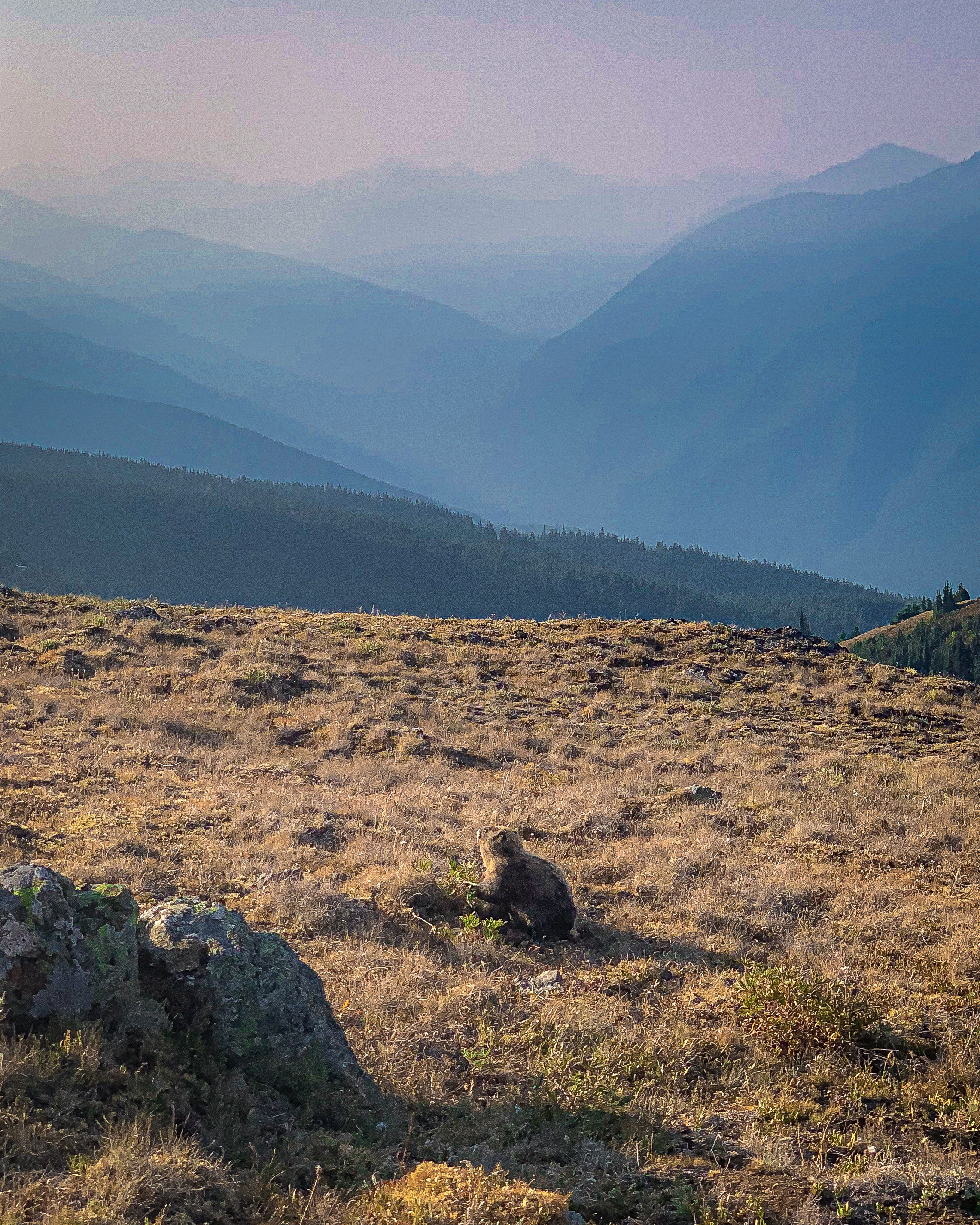 An Olympic Marmot on Hurricane Ridge, a highlight of visiting Olympic National Park