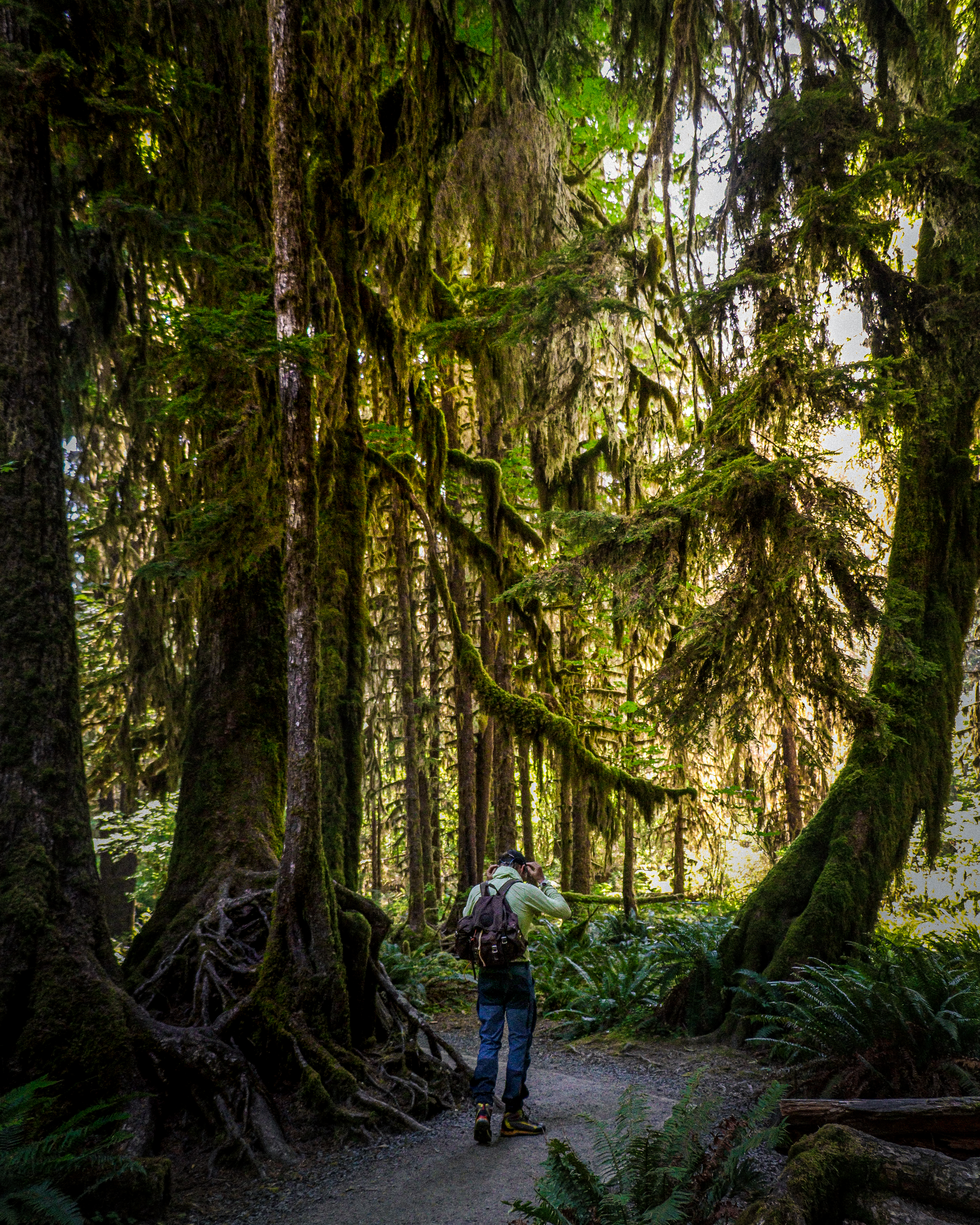 A hiker in the Hoh Rainforest in Olympic National Park