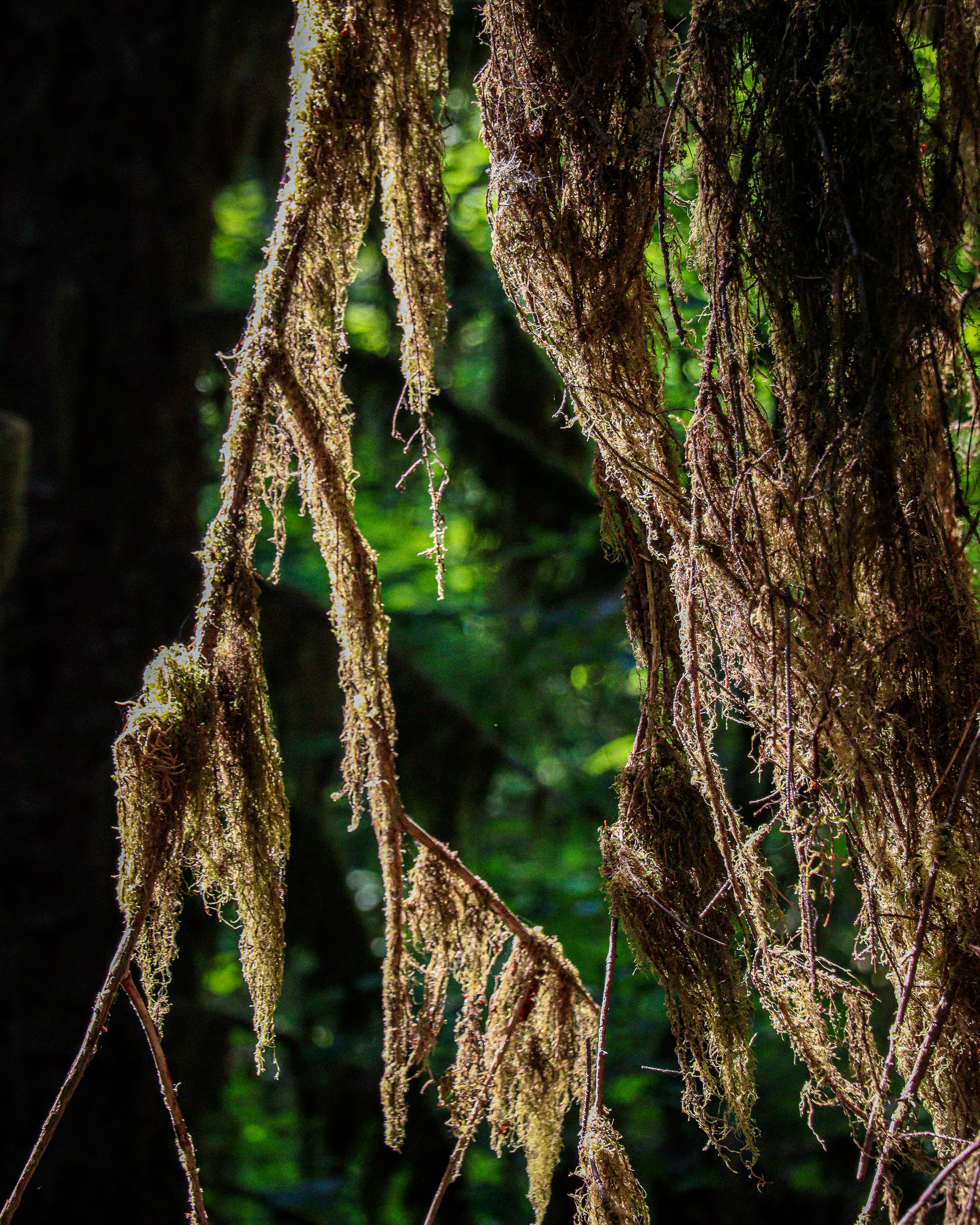 Green moss in the Hoh Rainforest