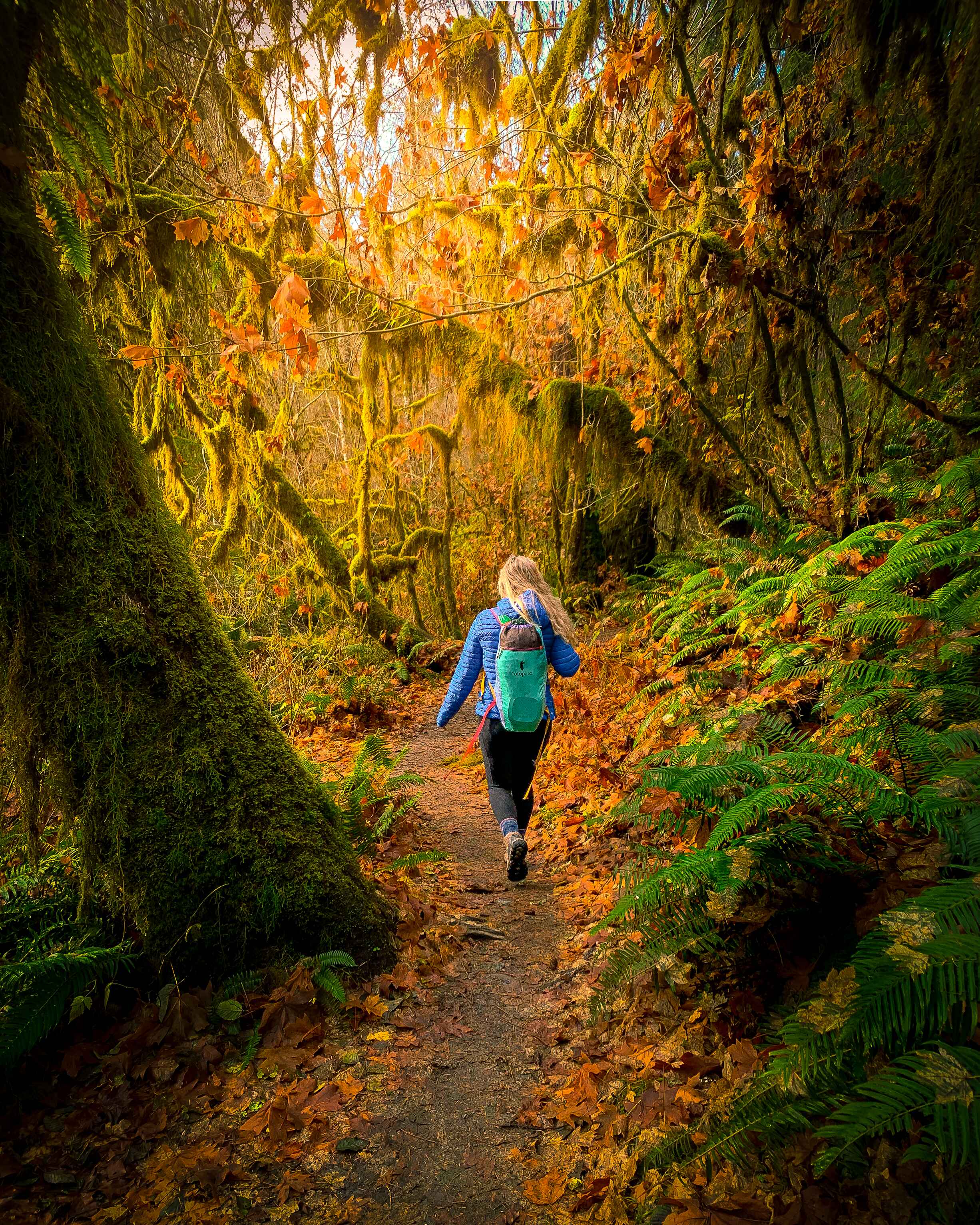 A hiker in the Hoh Rainforest