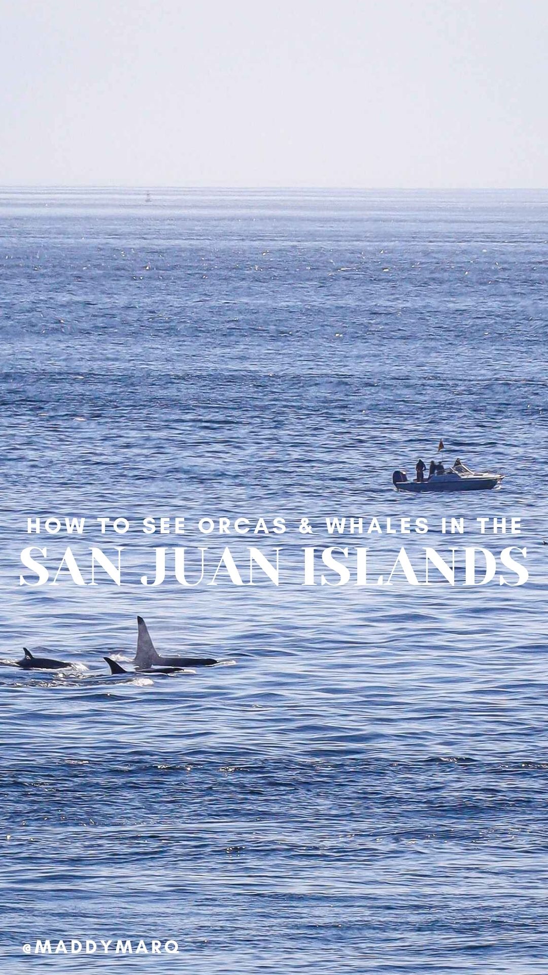 how to see orcas and whales in the san juan islands
