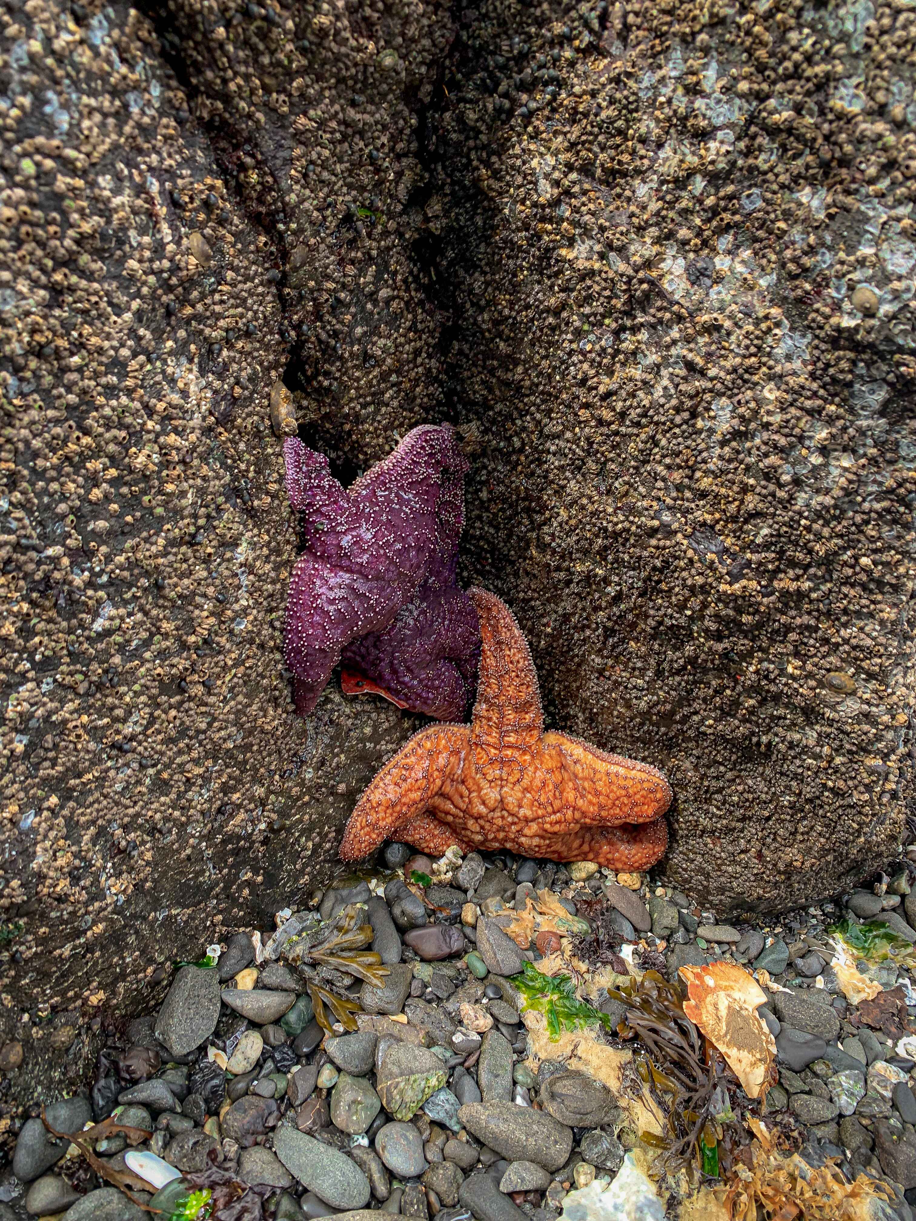 Sea Stars near San Juan Island, Washington