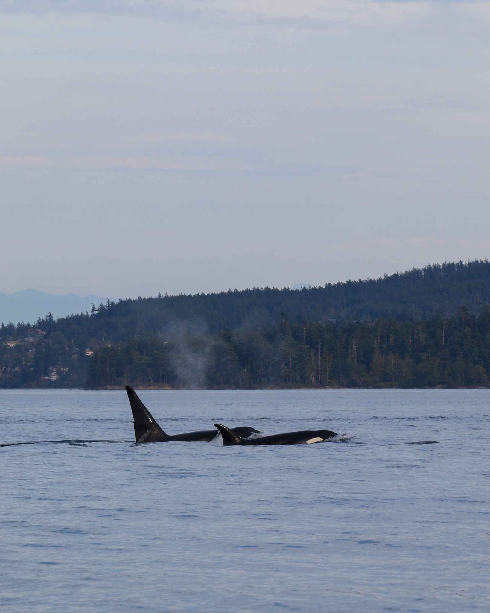 Orca whales in the San Juan Islands from a whale watching tour