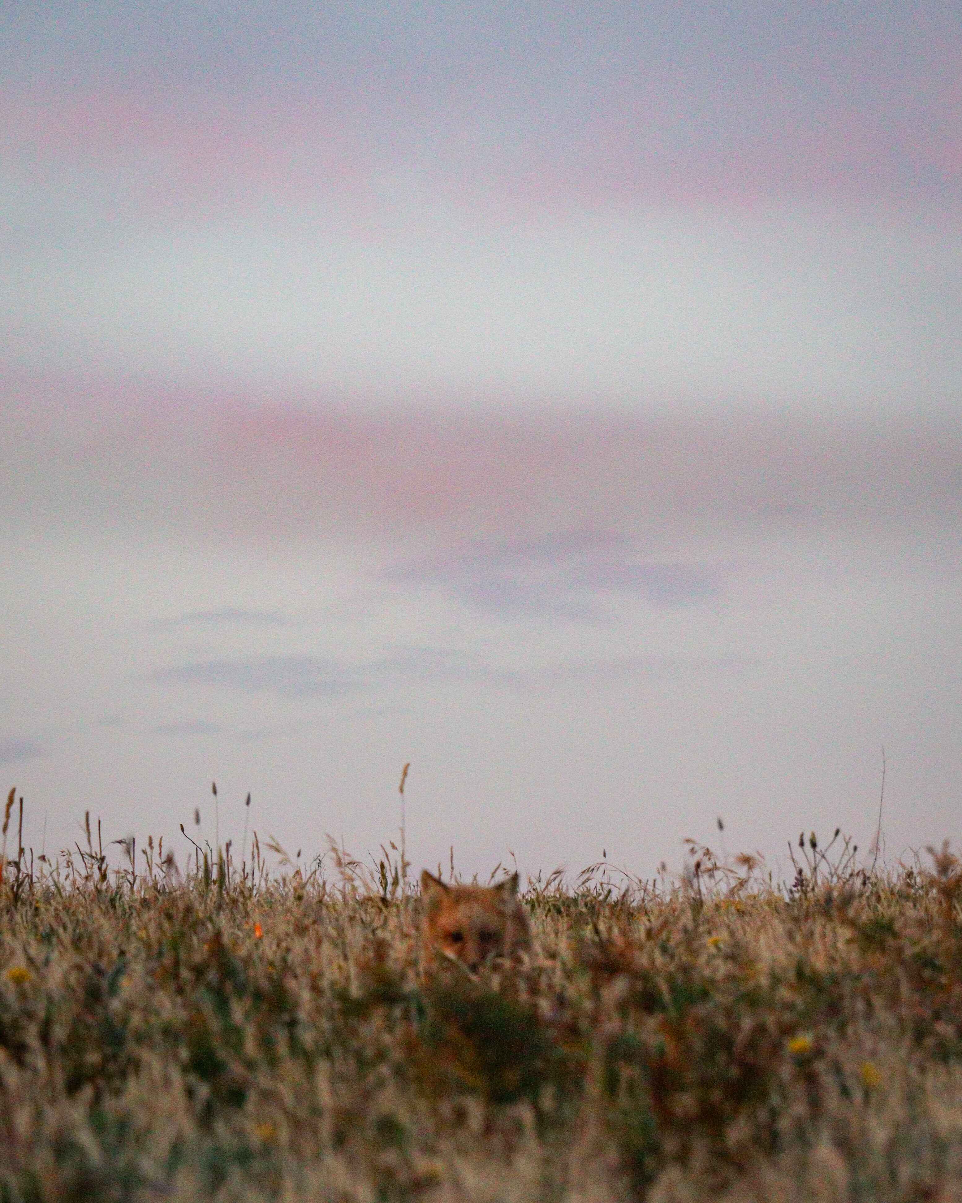A fox on San Juan Island in Washingotn