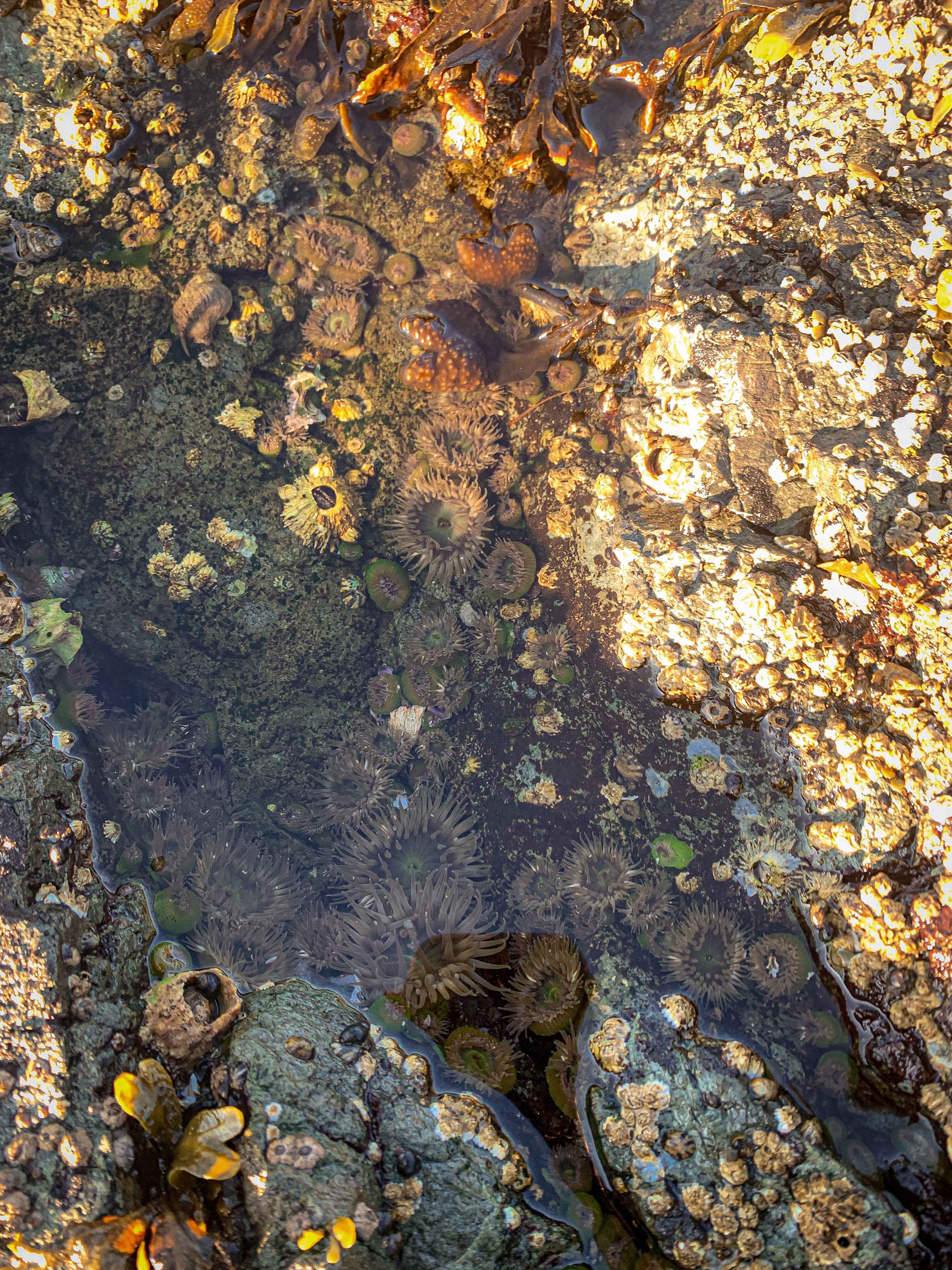 tidepooling on San Juan Island