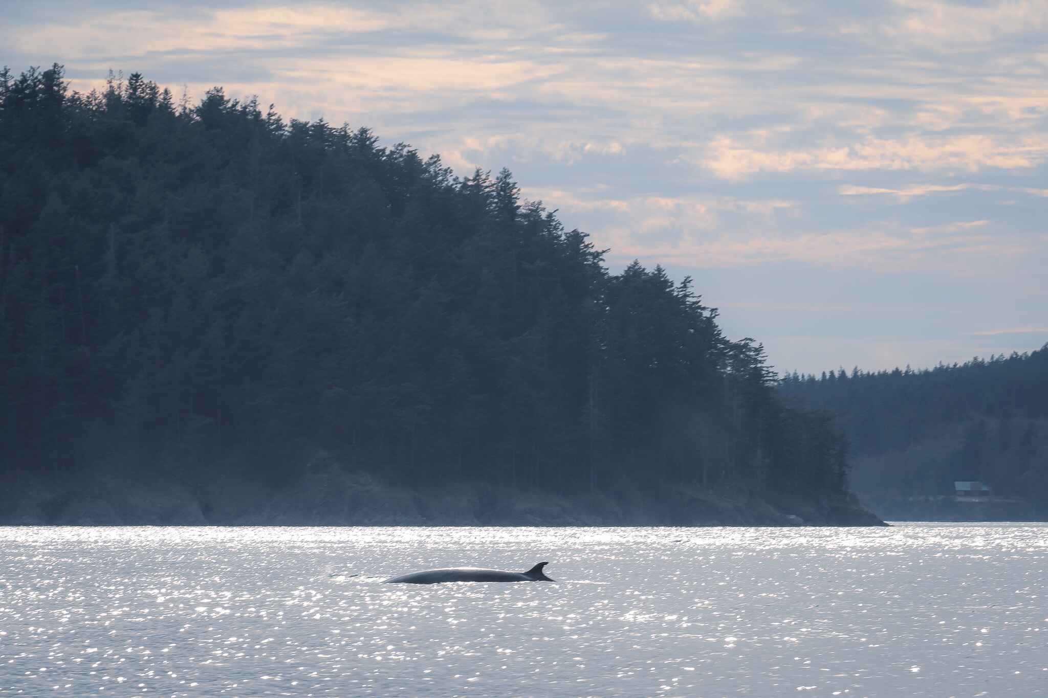 where to see orcas san juan island