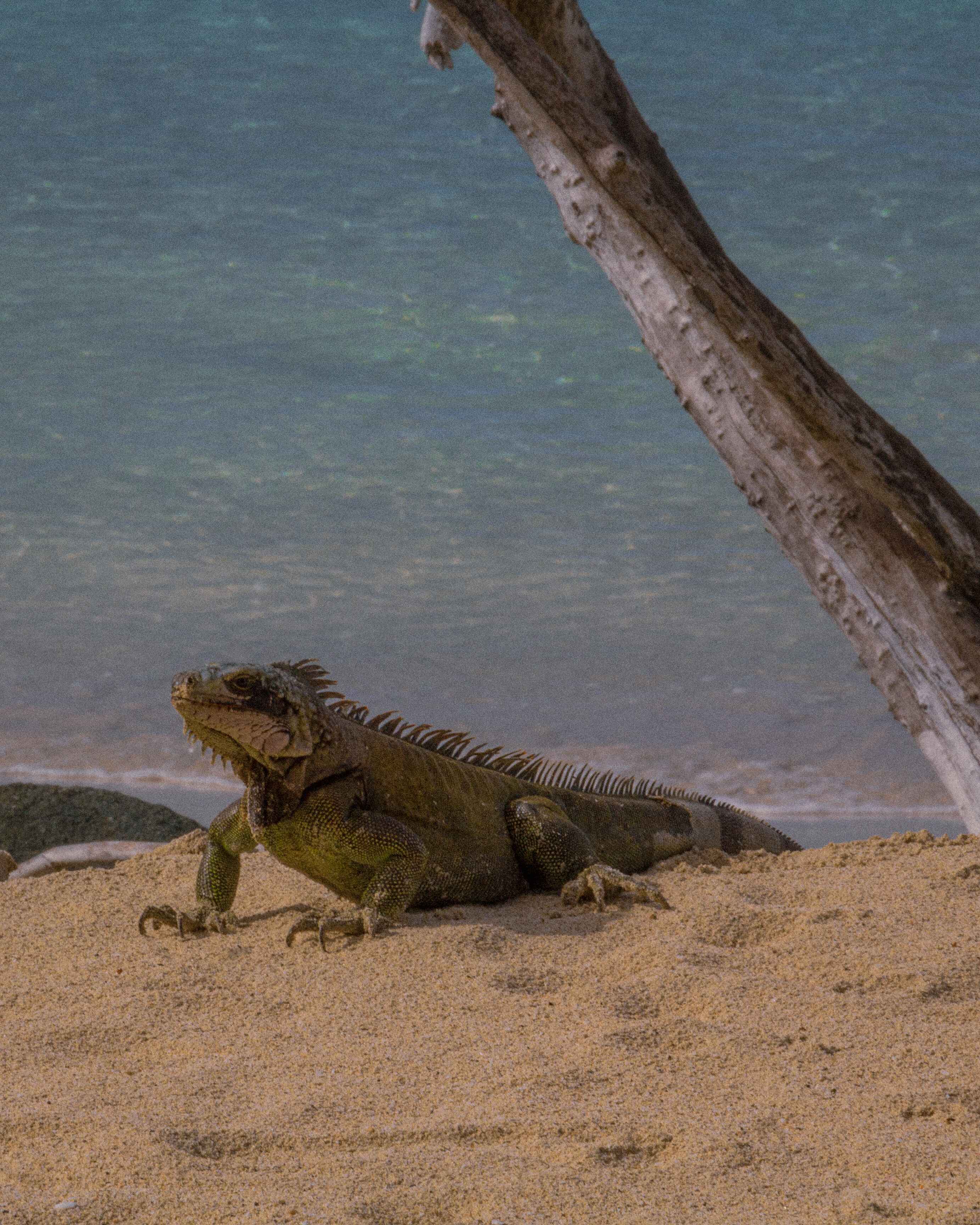 lizard on a beach in virgin islands national park
