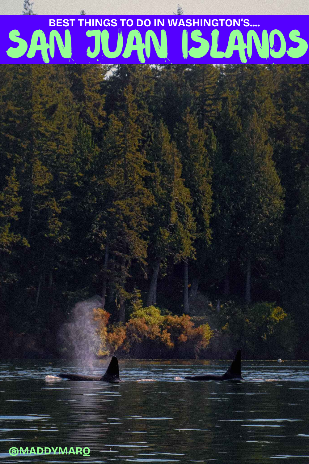 Text "best things to do in washington's san juan islands" written over image of orcas taken on a whale watching tour
