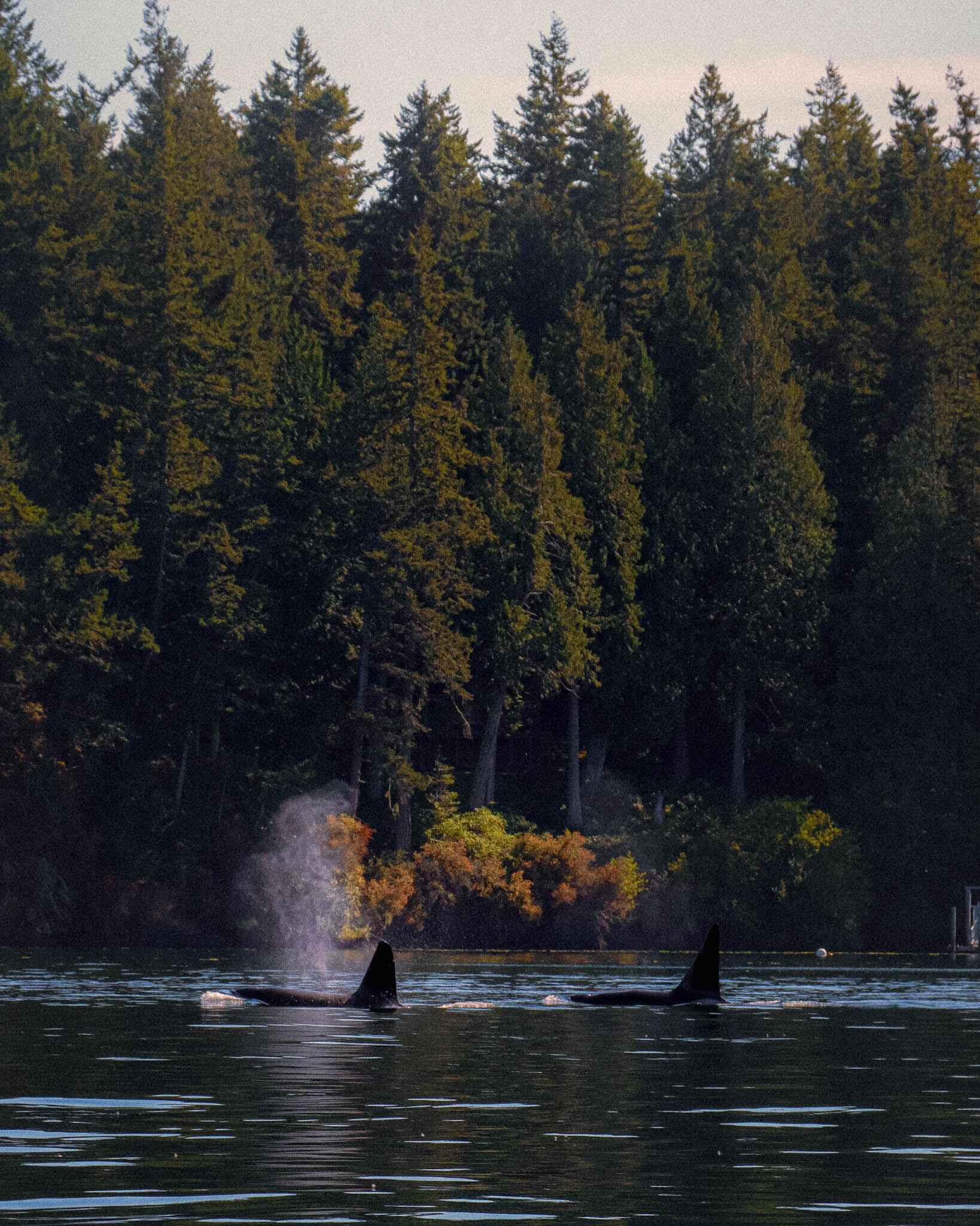 Orcas on san juan island