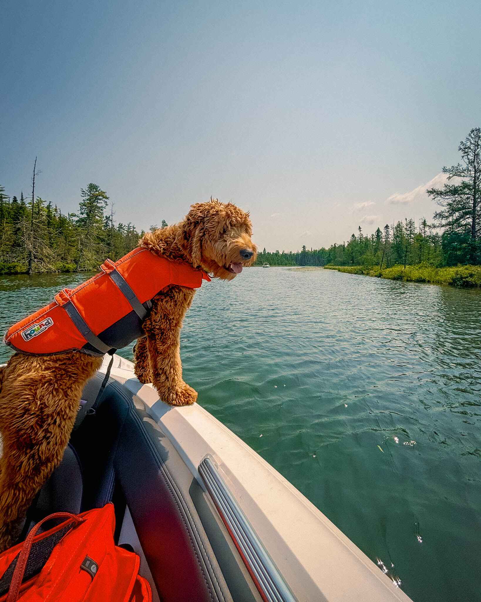 A dog in a life jacket stands on a boat overlooking a grassy river