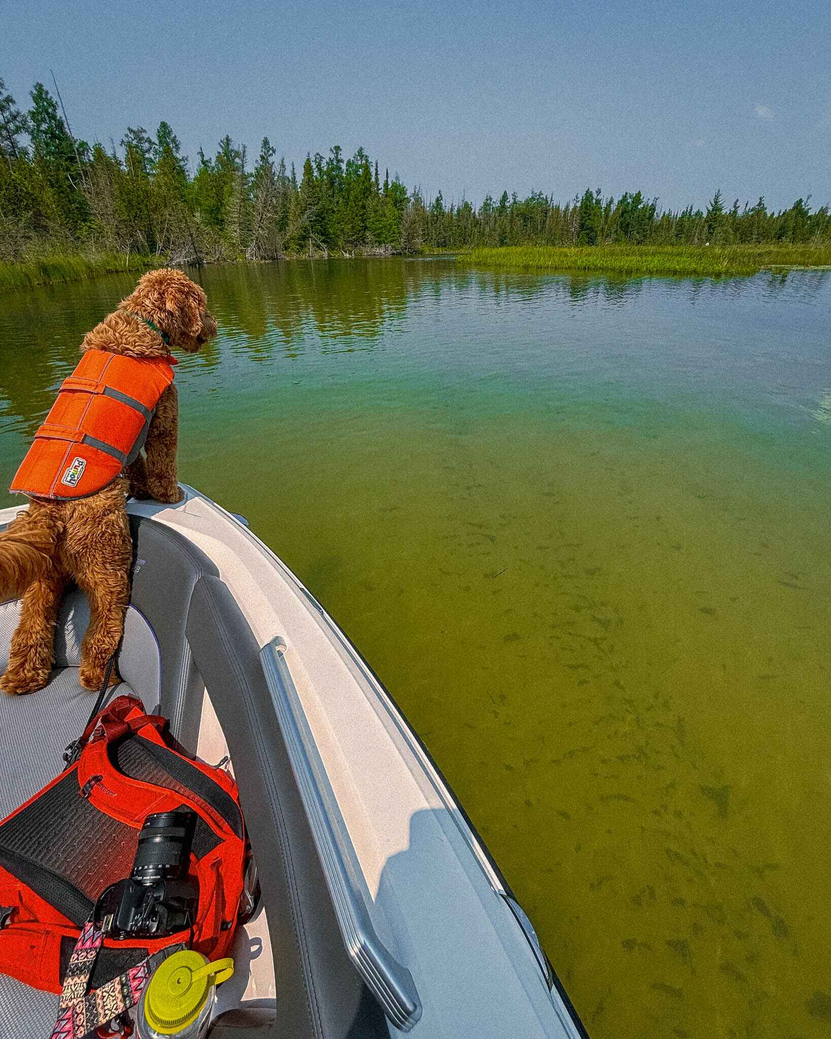 A dog looks out from a boat into the shallow sandy water