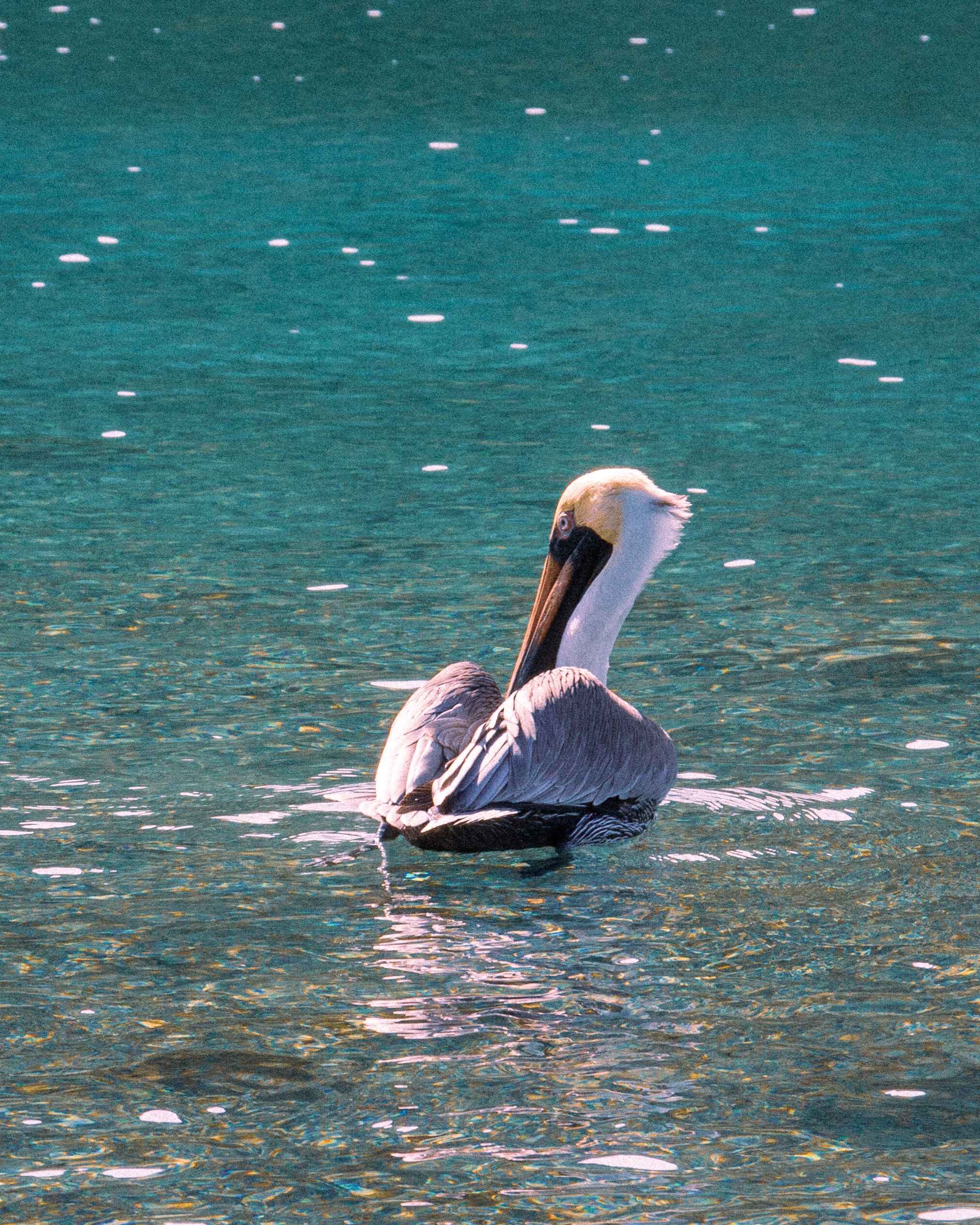 pelican in the water on st john islands, usvi
