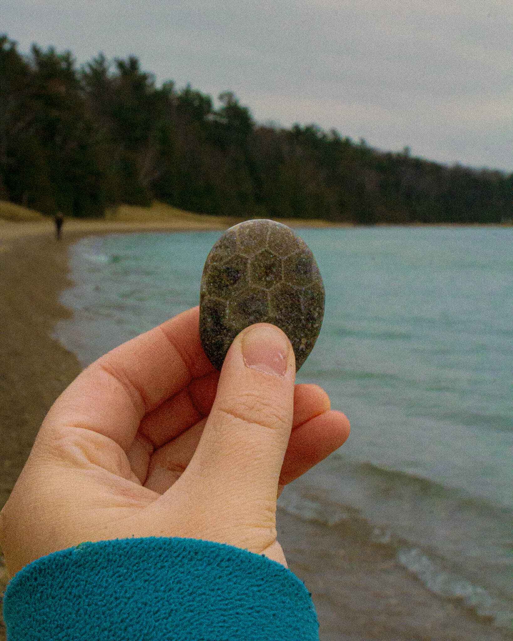 A petoskey stone found on the beach near Traverse City, Michigan