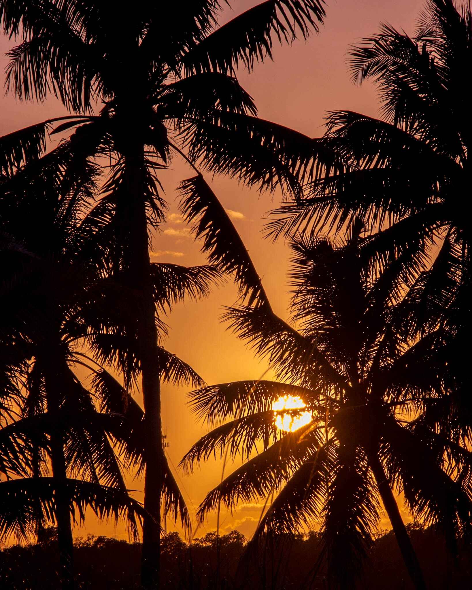 Sunset behind palm trees at Sombrero Beach Florida