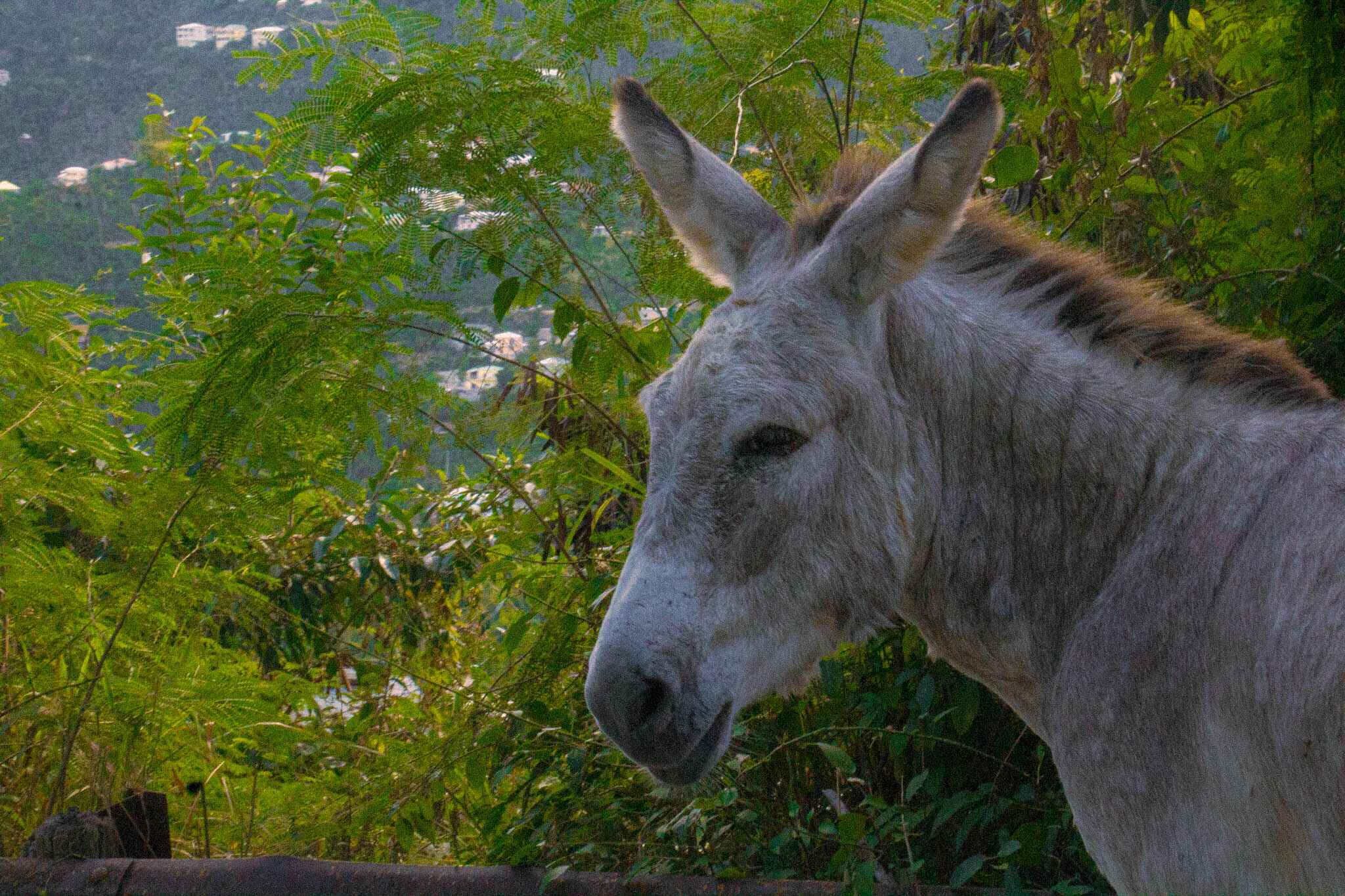 Donkey on the North Shore road Virgin Islands National Park