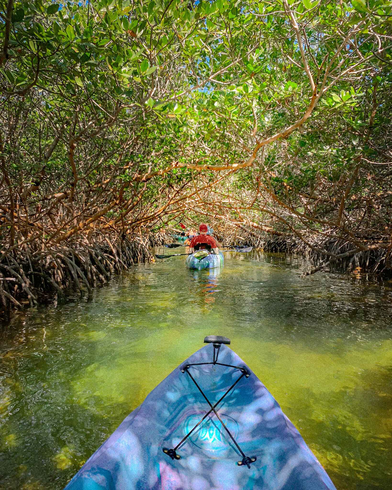 kayaking mangroves near marathon florida